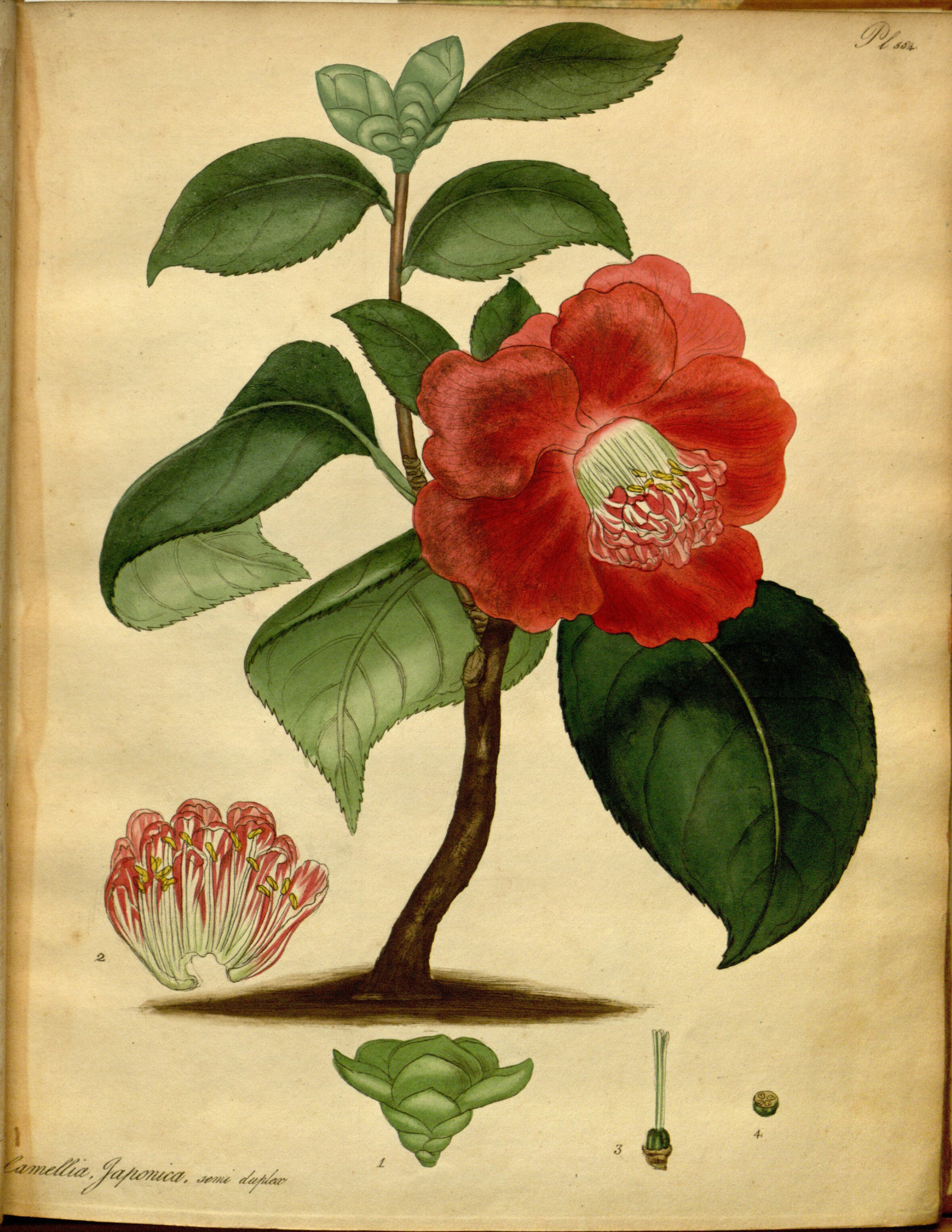 Botanical Illustration of Camellia plant