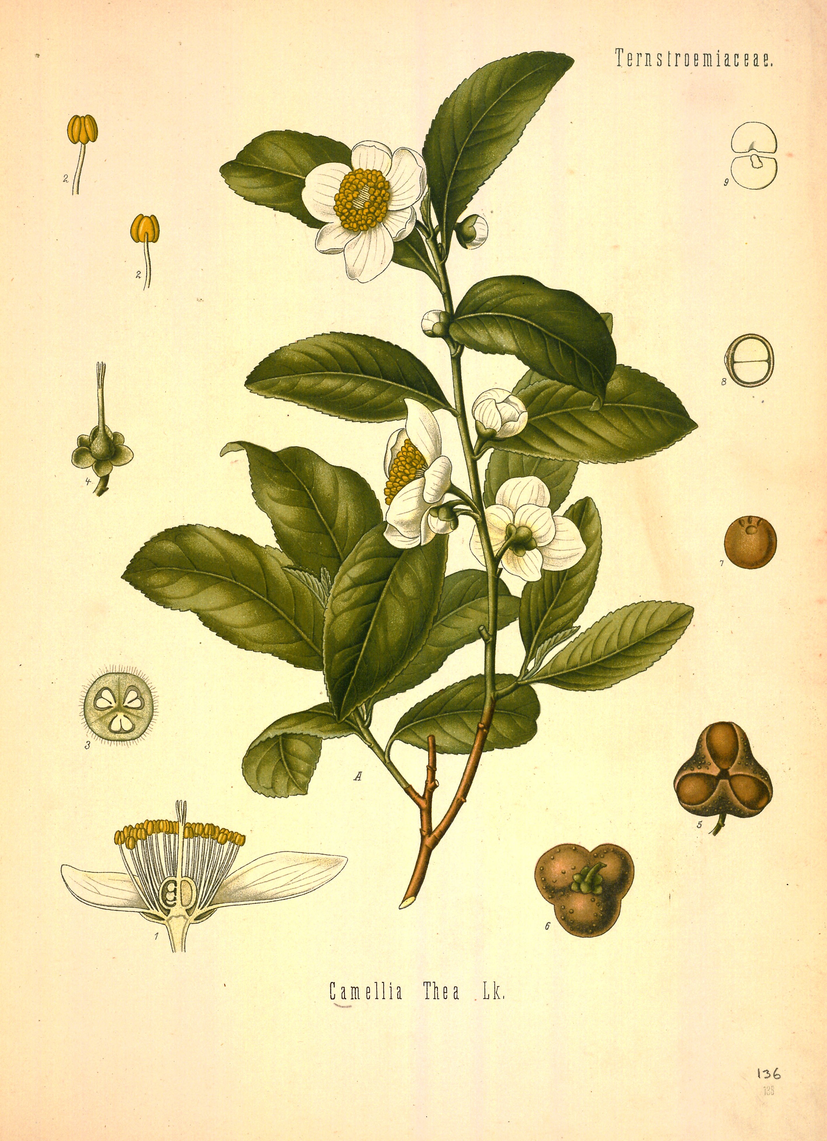 Botanical Illustration of Tea plant