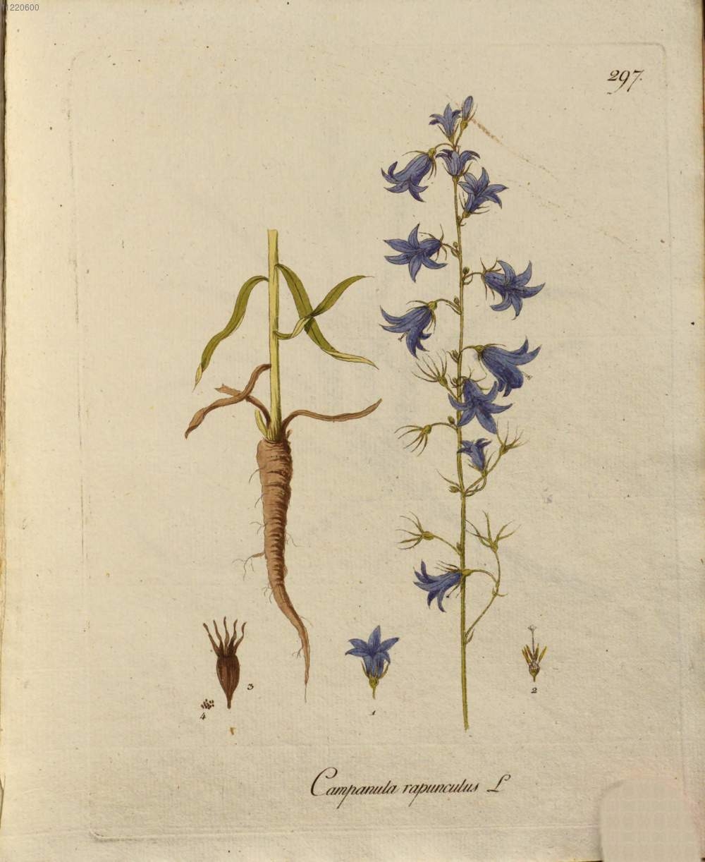 Botanical Illustration of Rampion plant