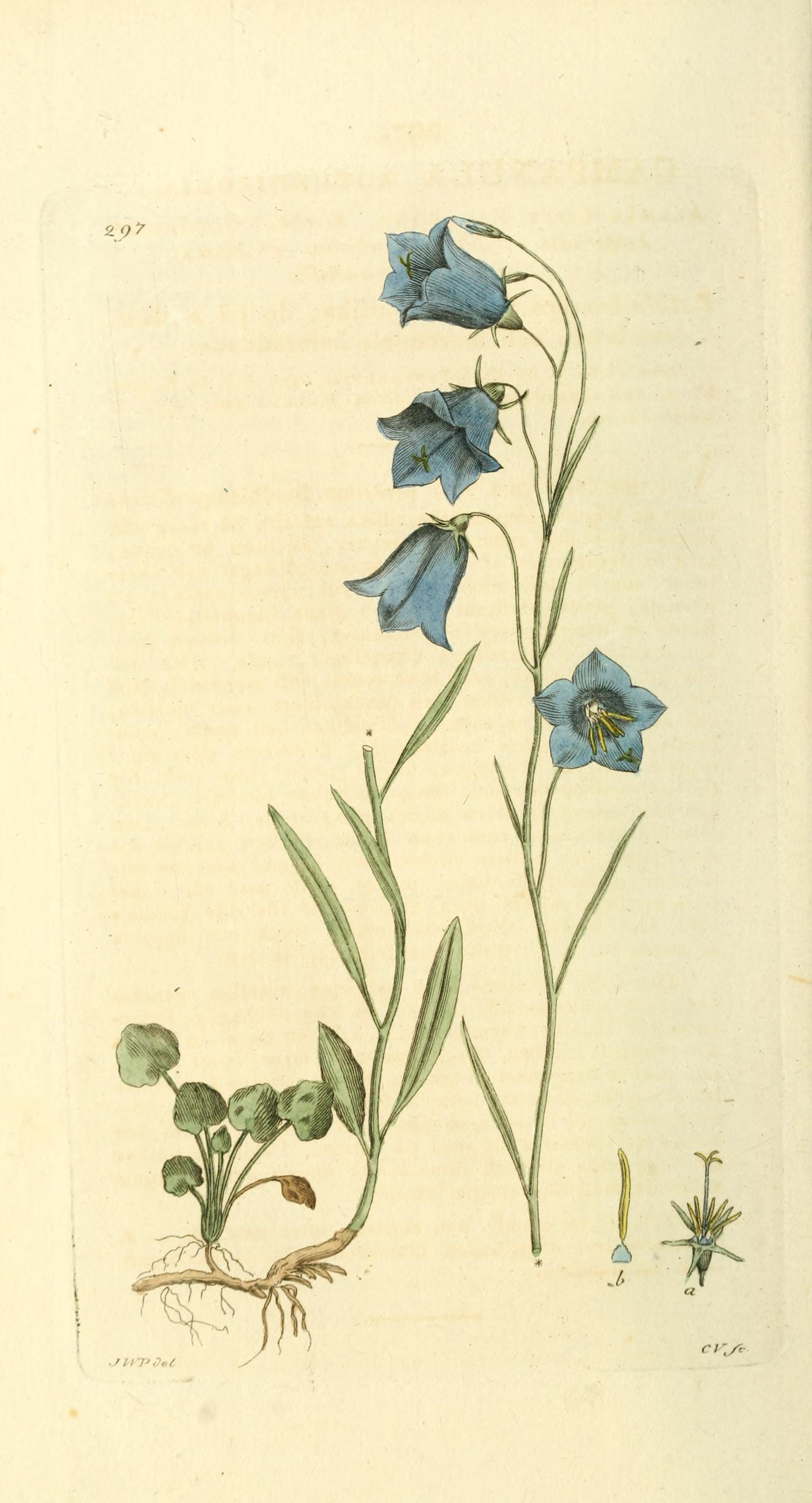 Botanical Illustration of Bluebell plant