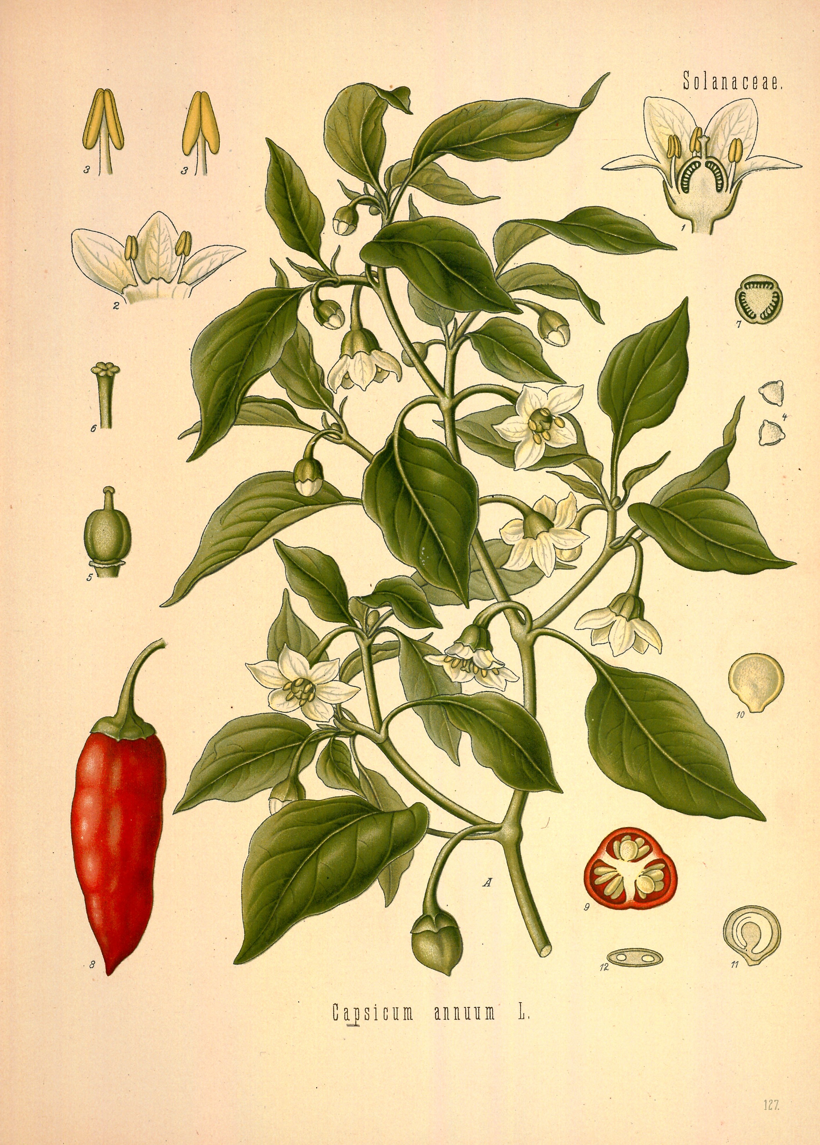 Botanical Illustration of Paprika plant
