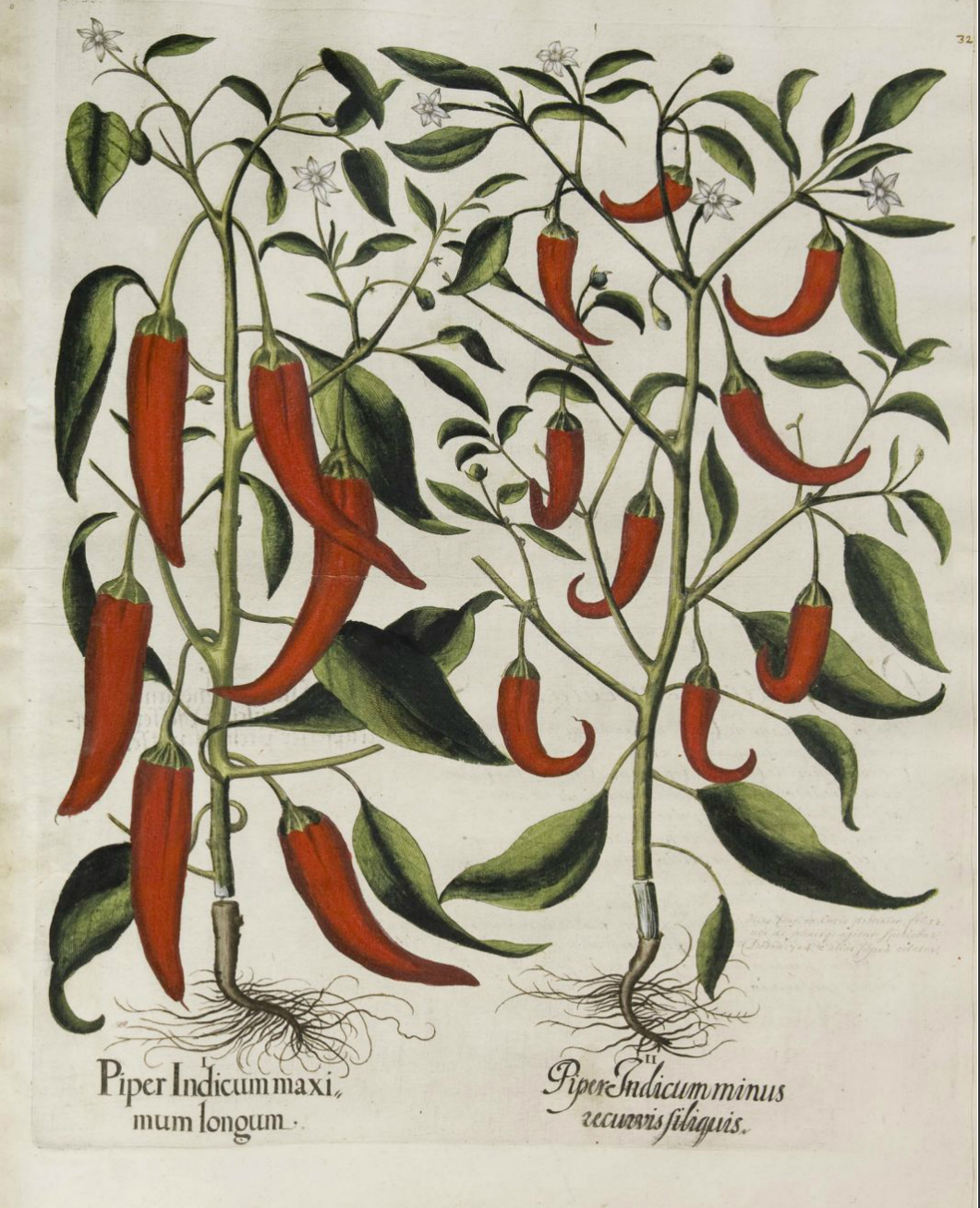 Botanical Illustration of Chili Pepper plant