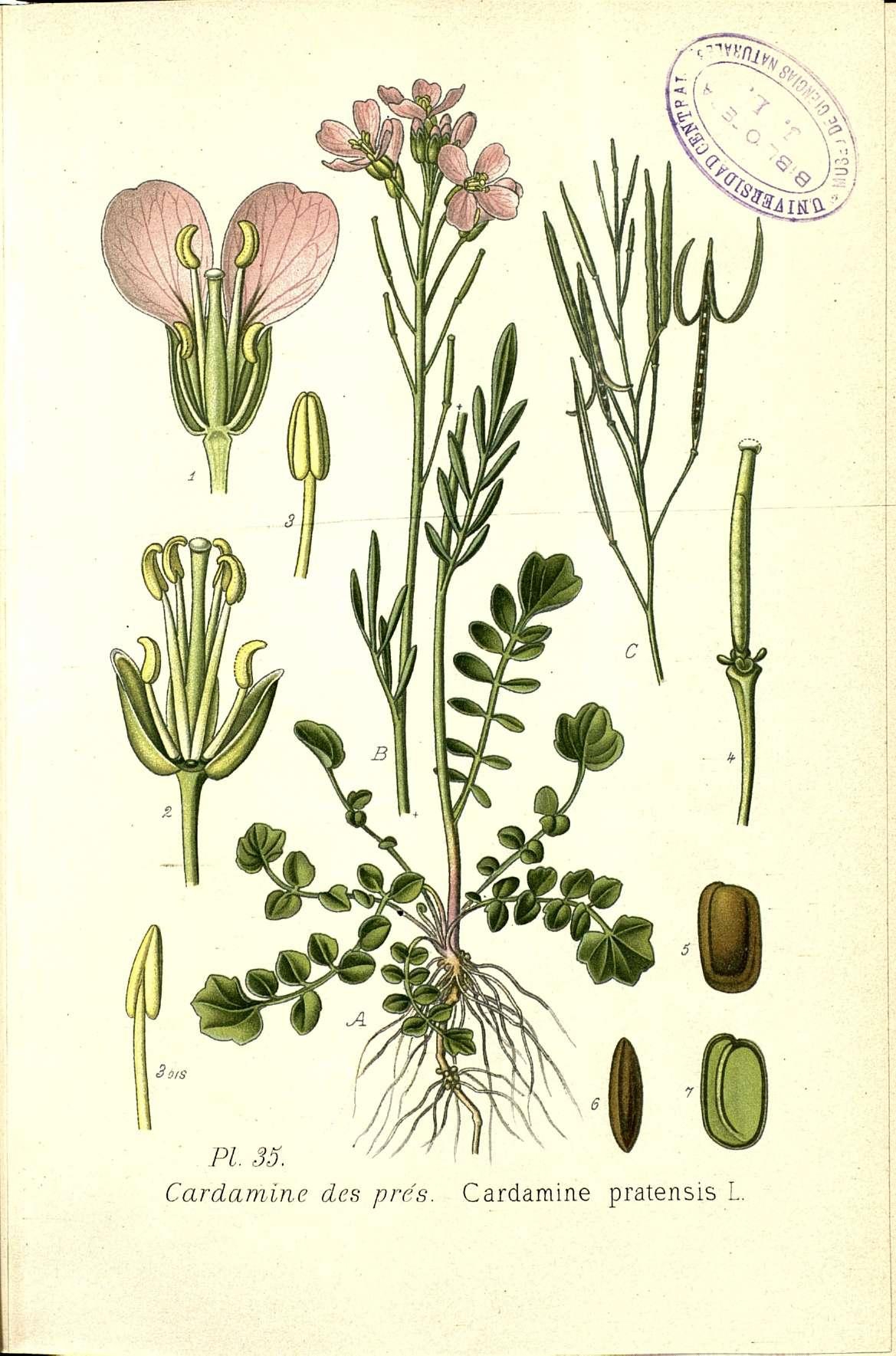 Botanical Illustration of Cuckoo Flower plant