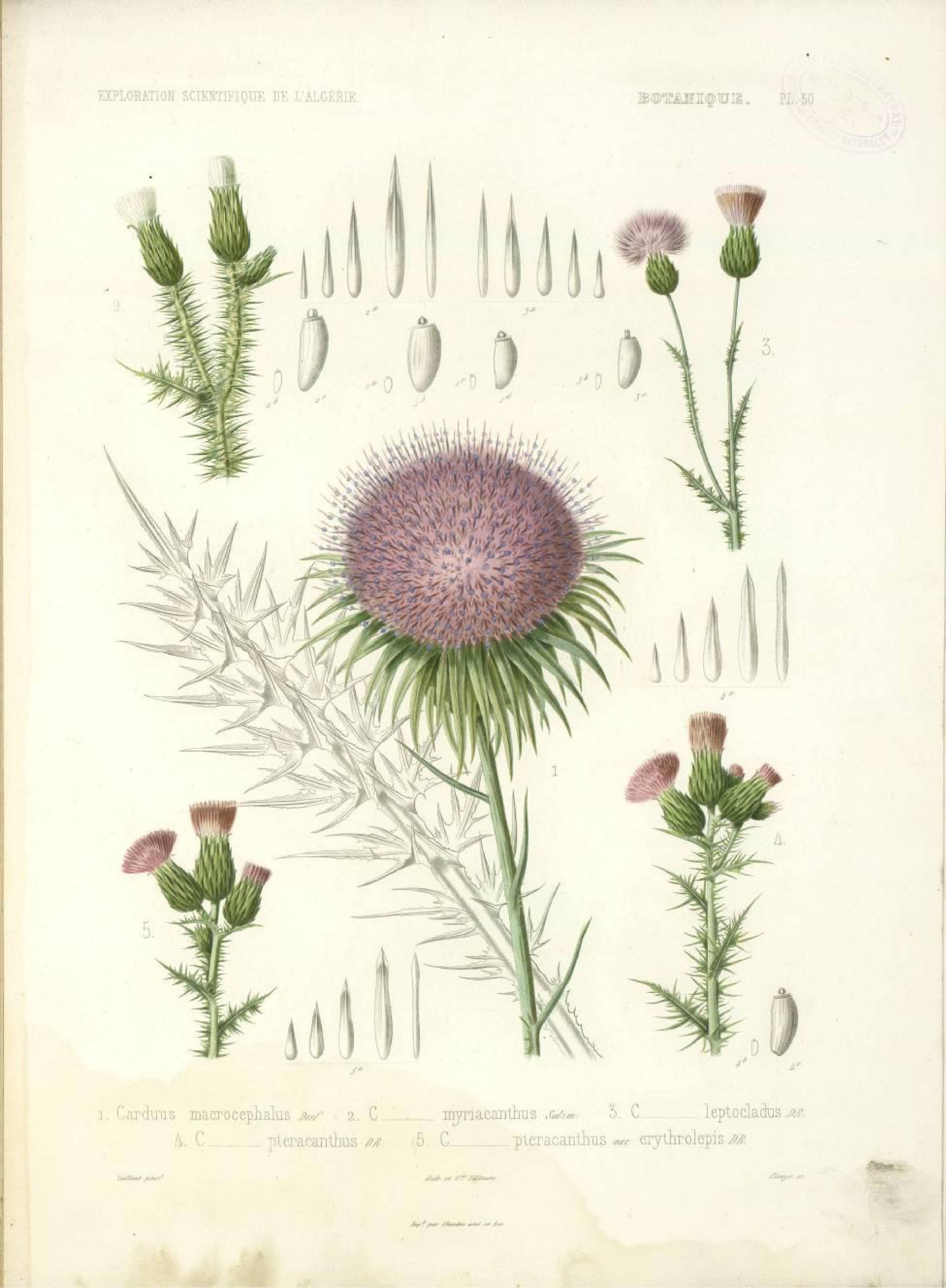 Botanical Illustration of Thistle plant