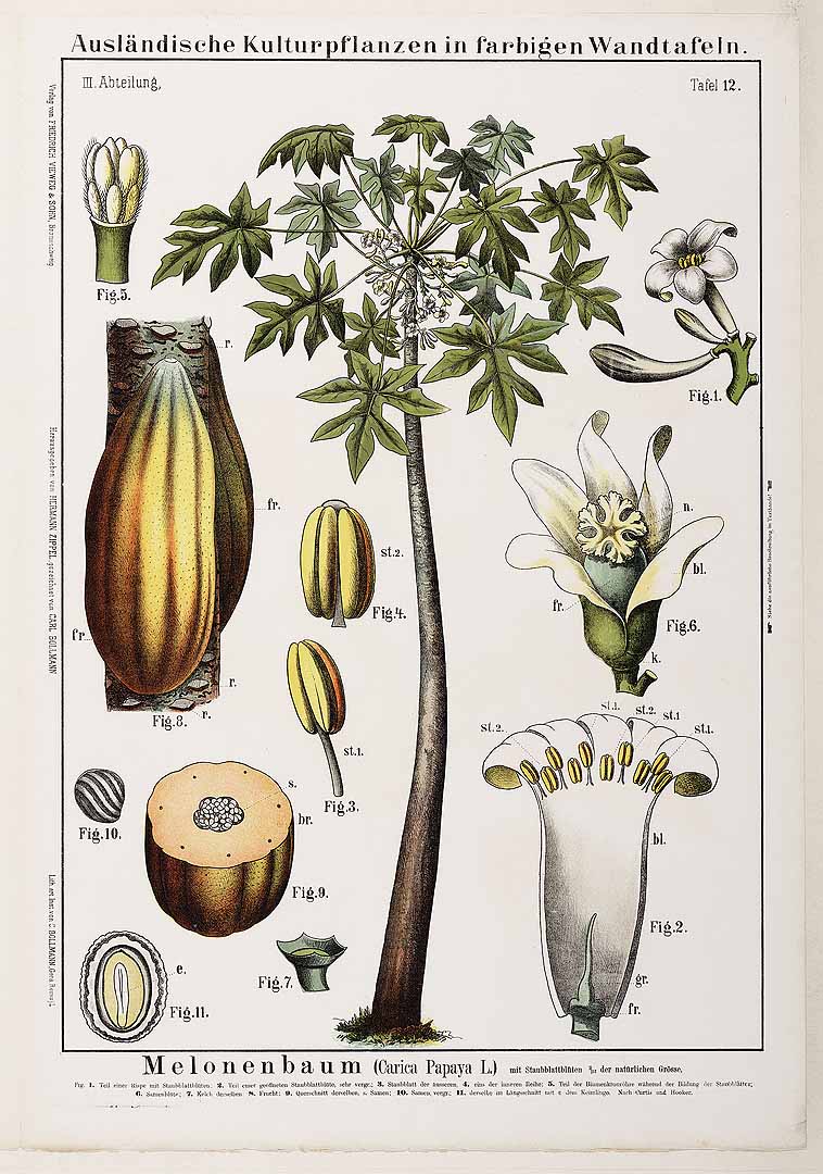 Botanical Illustration of Papaya plant