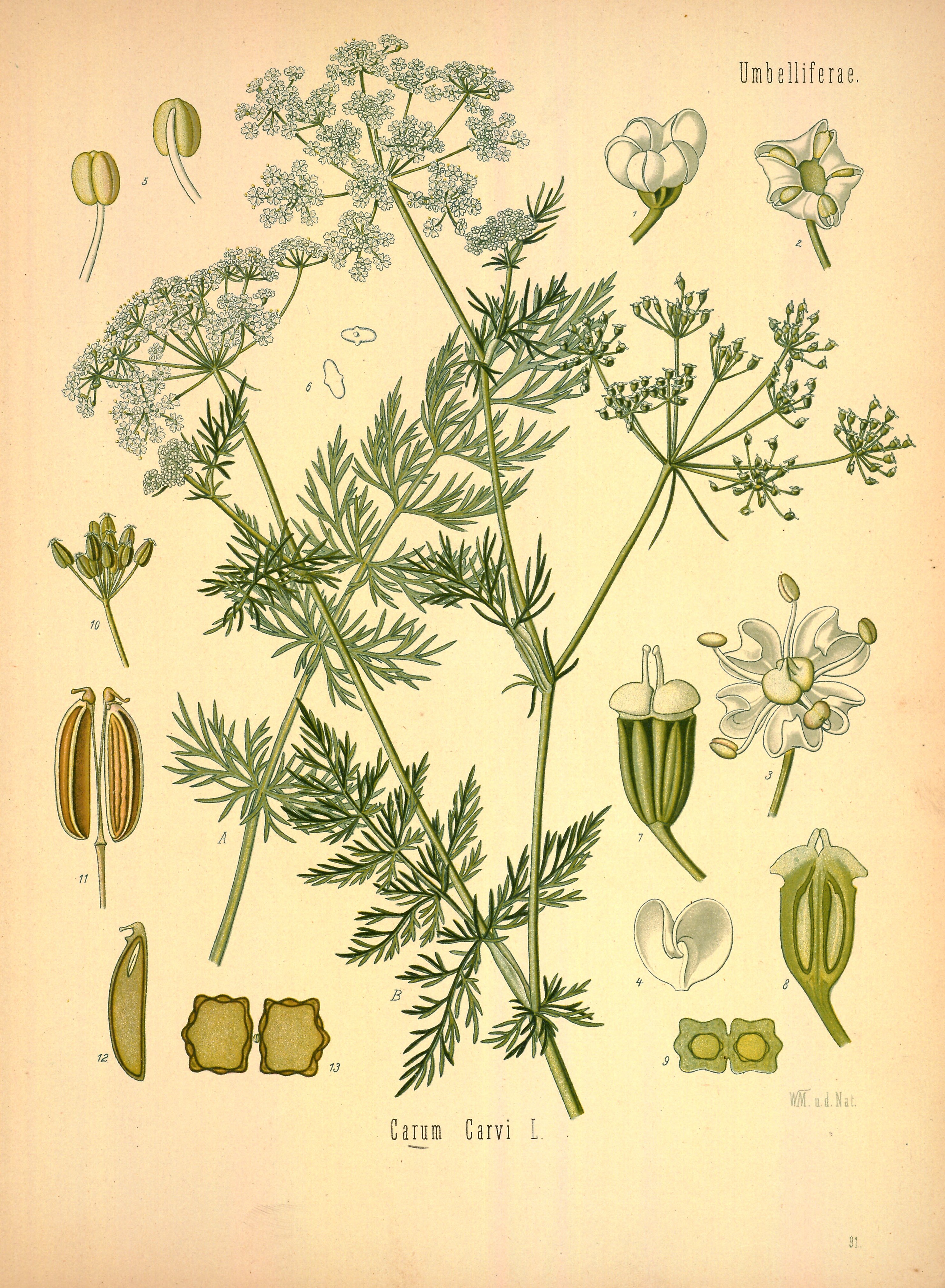 Botanical Illustration of Caraway plant