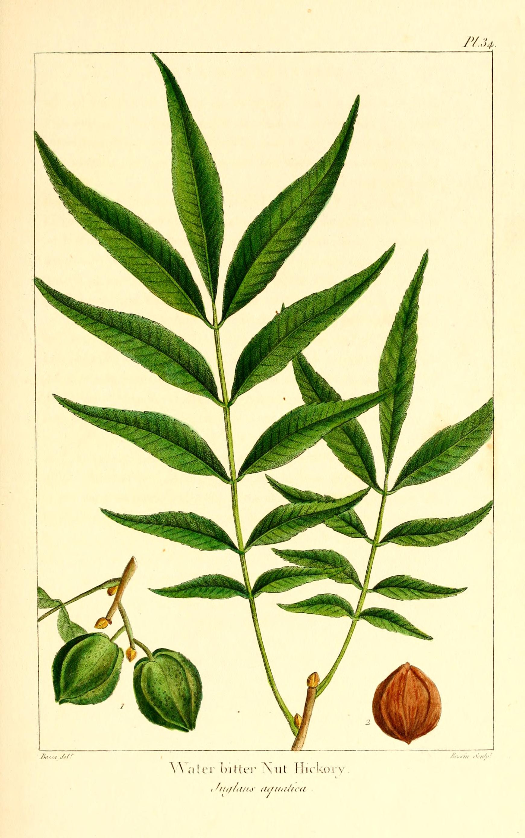 Botanical Illustration of Hickory plant