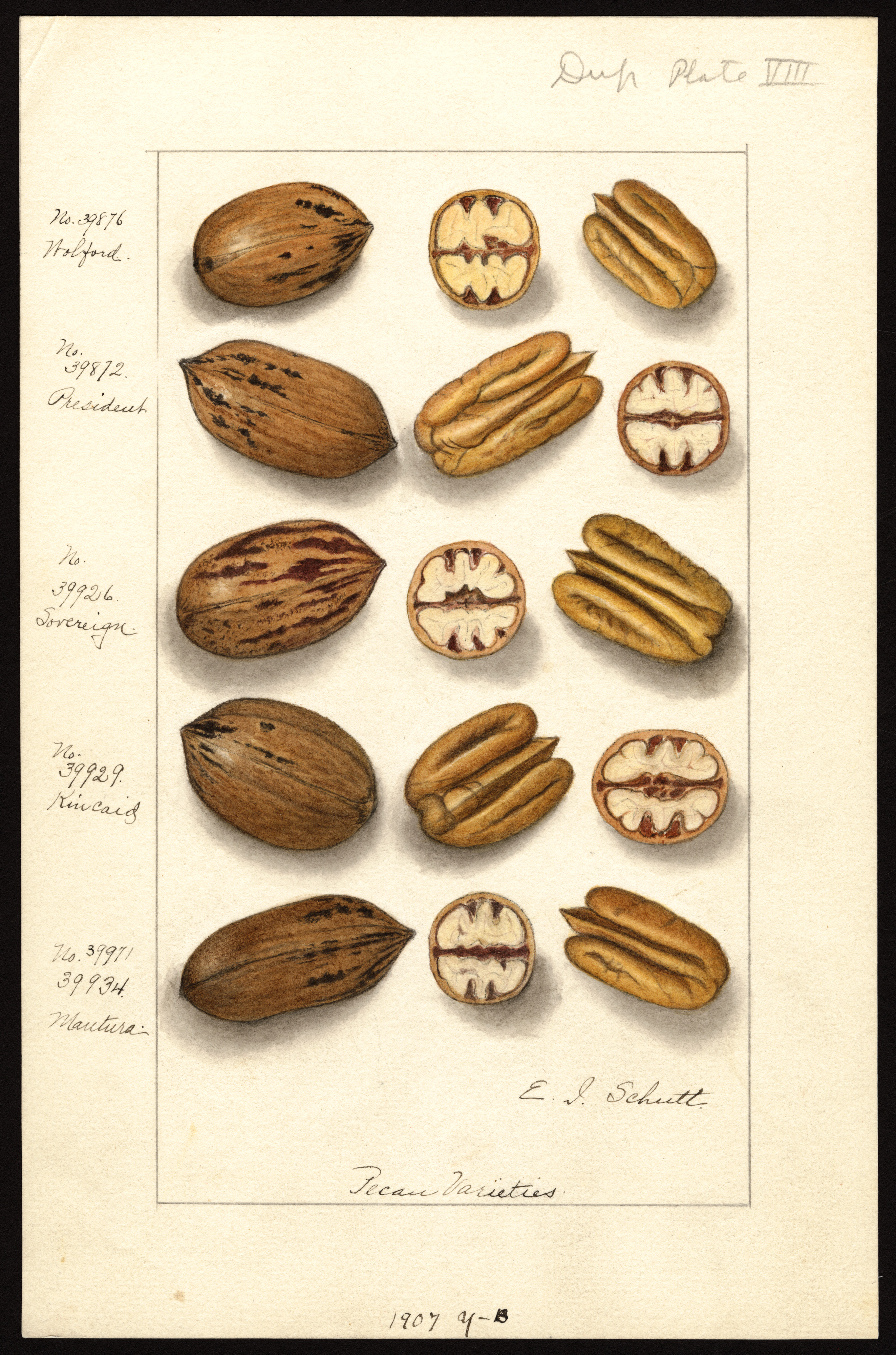 Botanical Illustration of Pecan plant