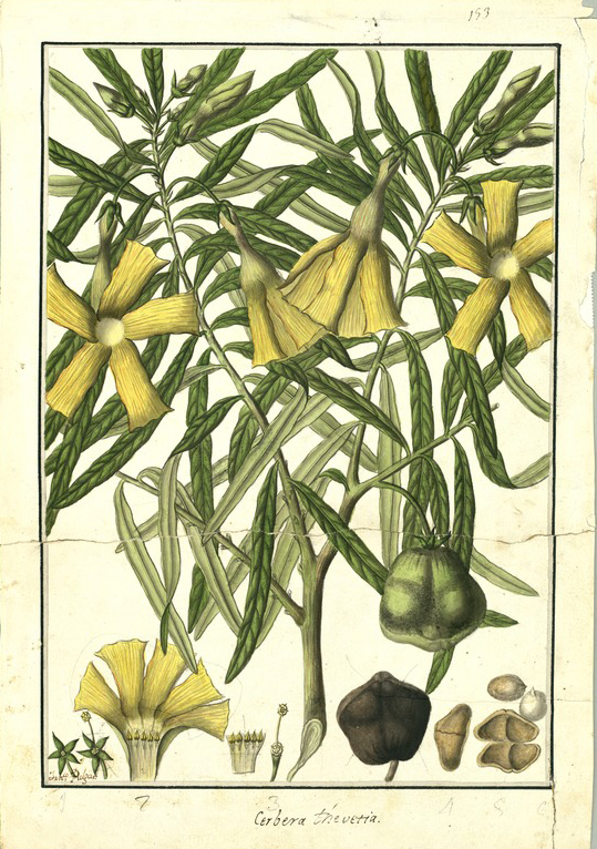 Botanical Illustration of Be-still plant