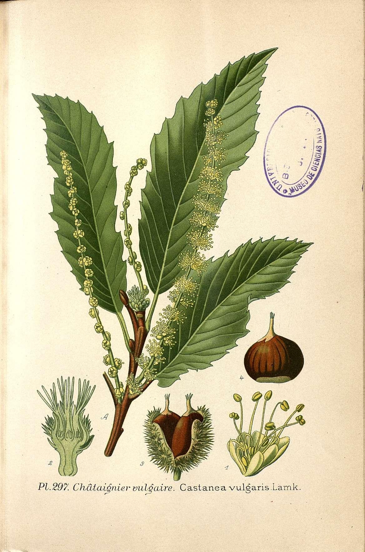 Botanical Illustration of Chestnut plant