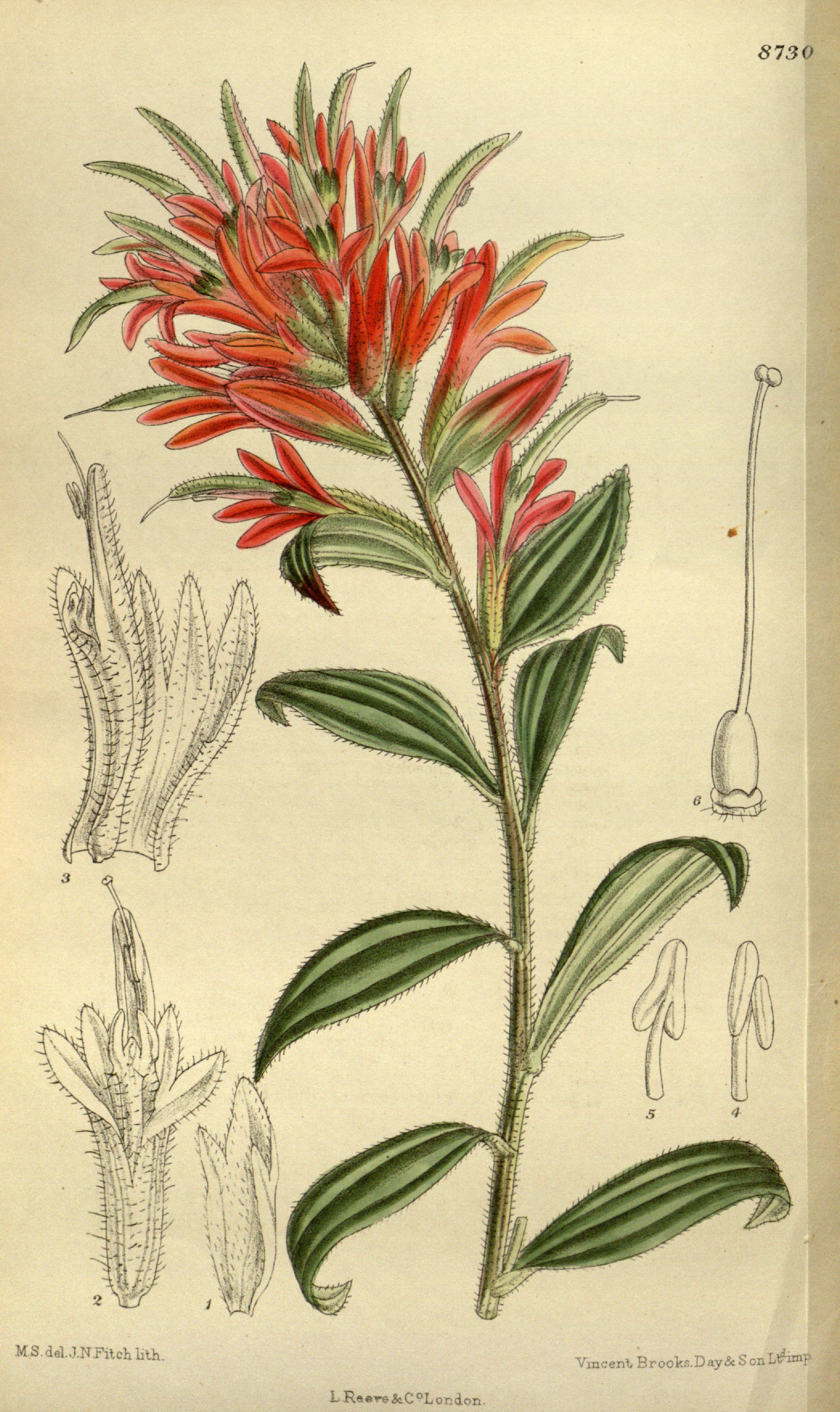 Botanical Illustration of Indian Paint Brush plant