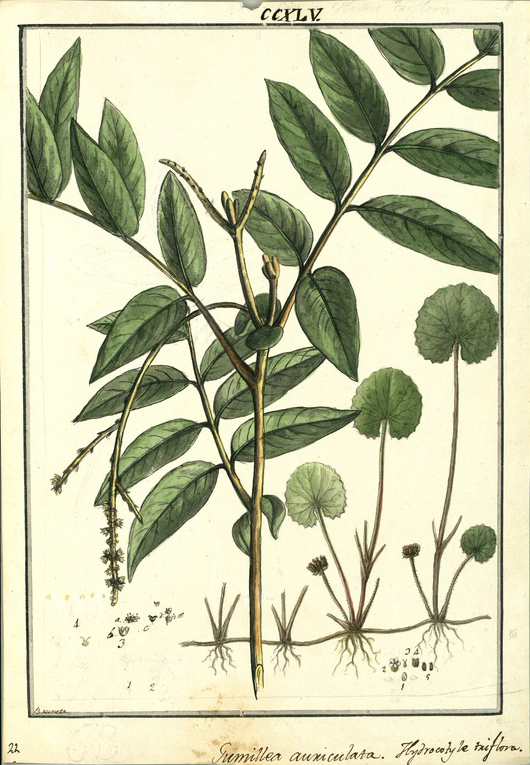 Botanical Illustration of Gotu Kola plant