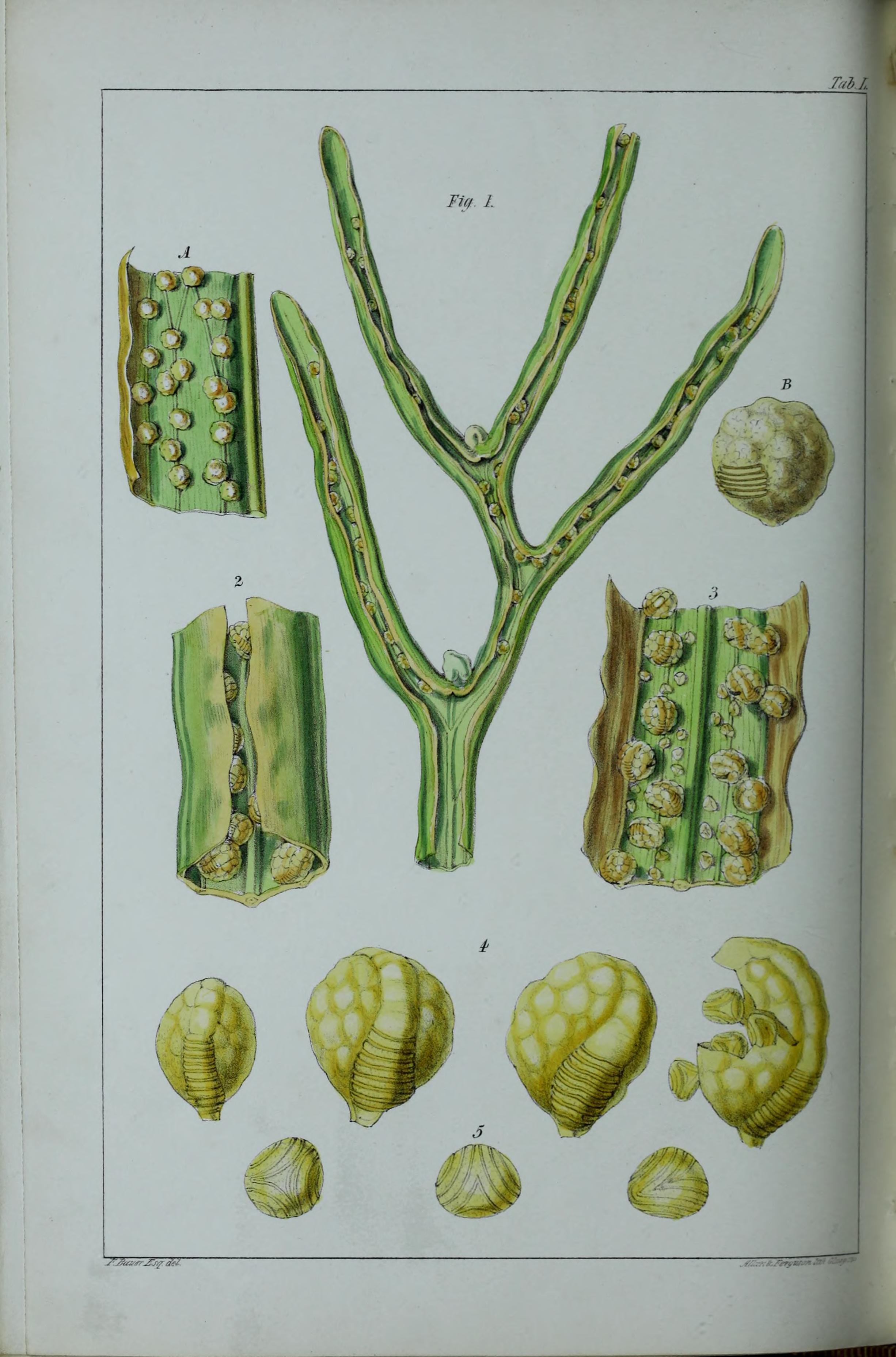Botanical Illustration of Water Sprite plant