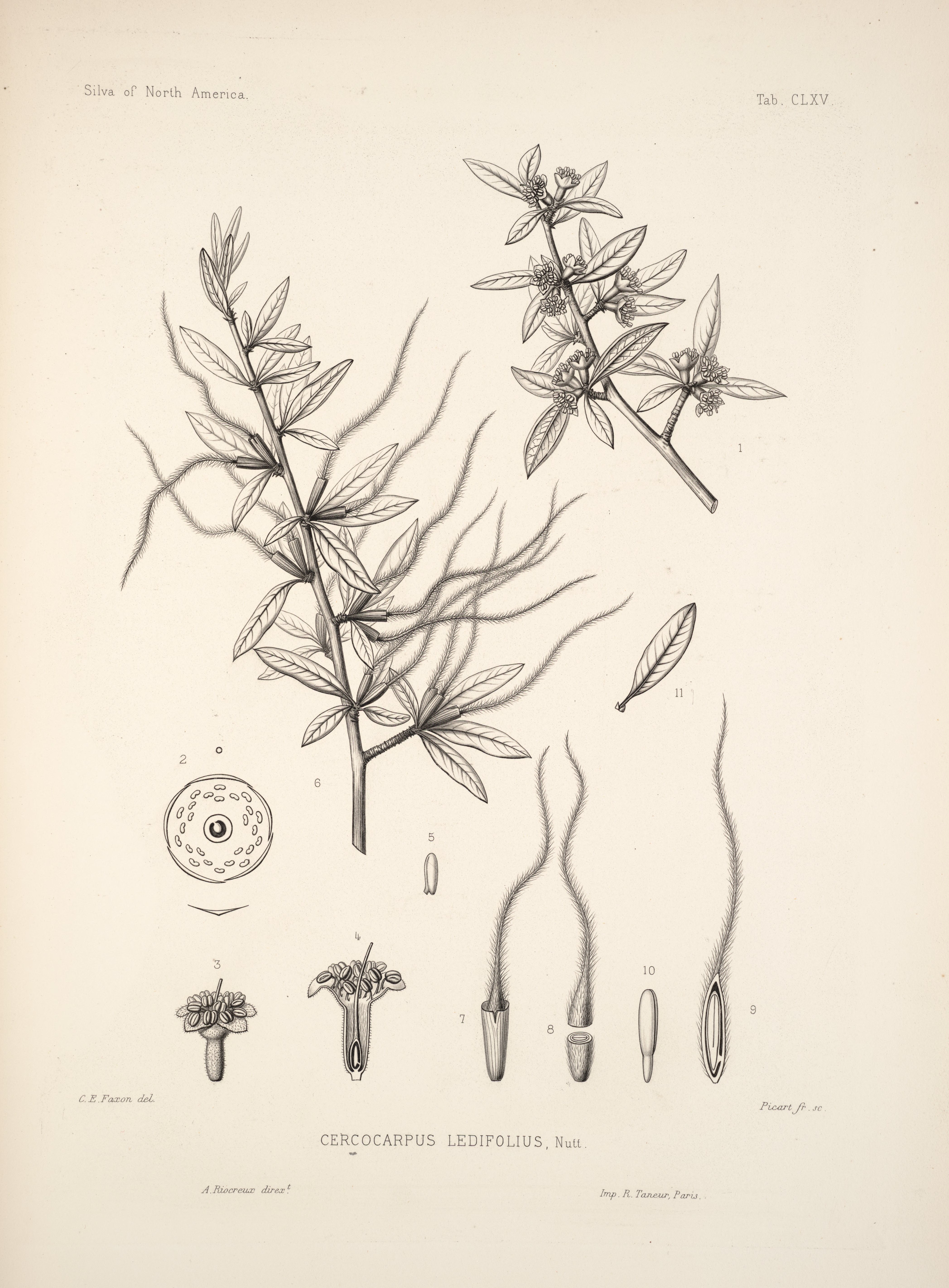 Botanical Illustration of Mountain Mahogany plant