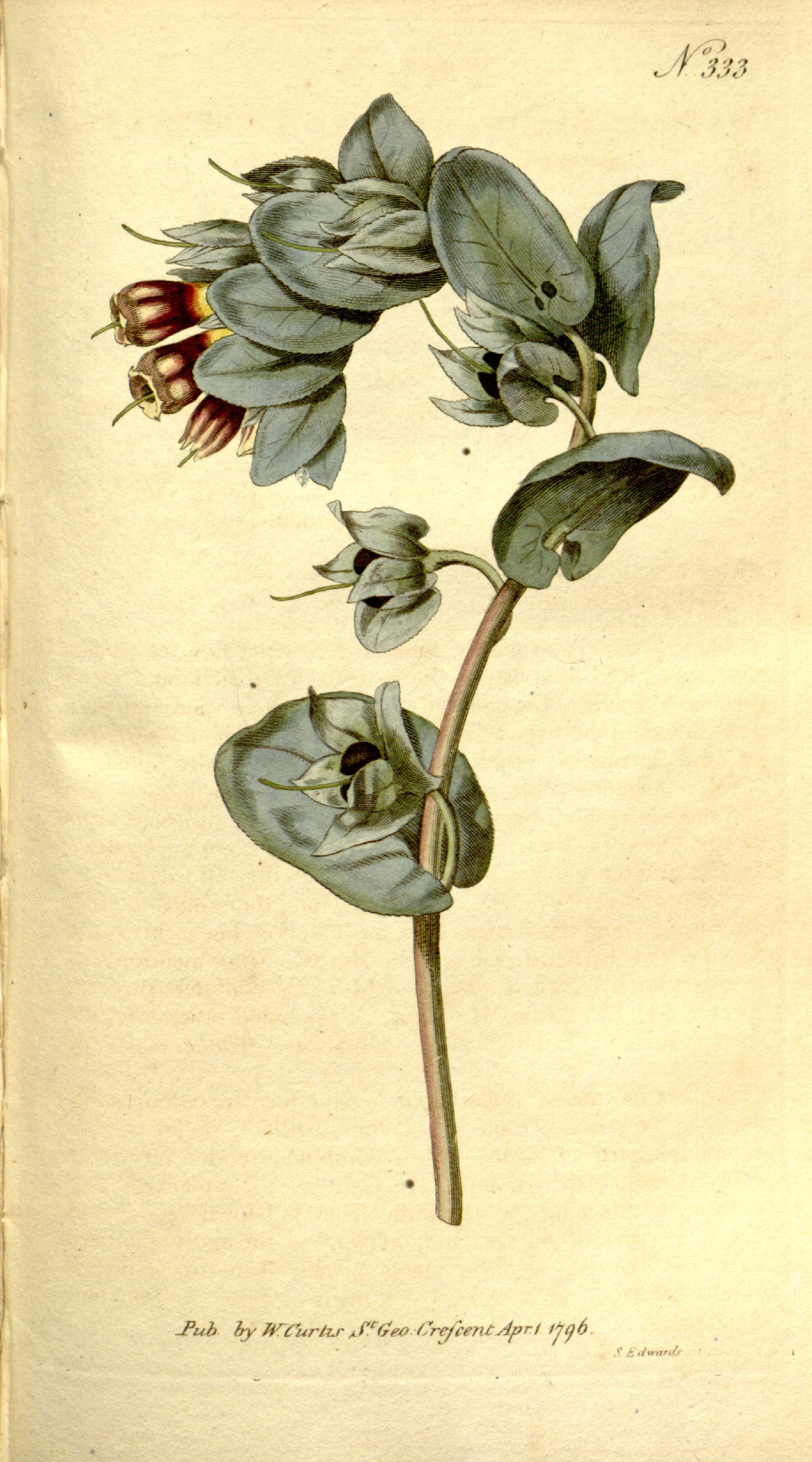 Botanical Illustration of Honeywort plant