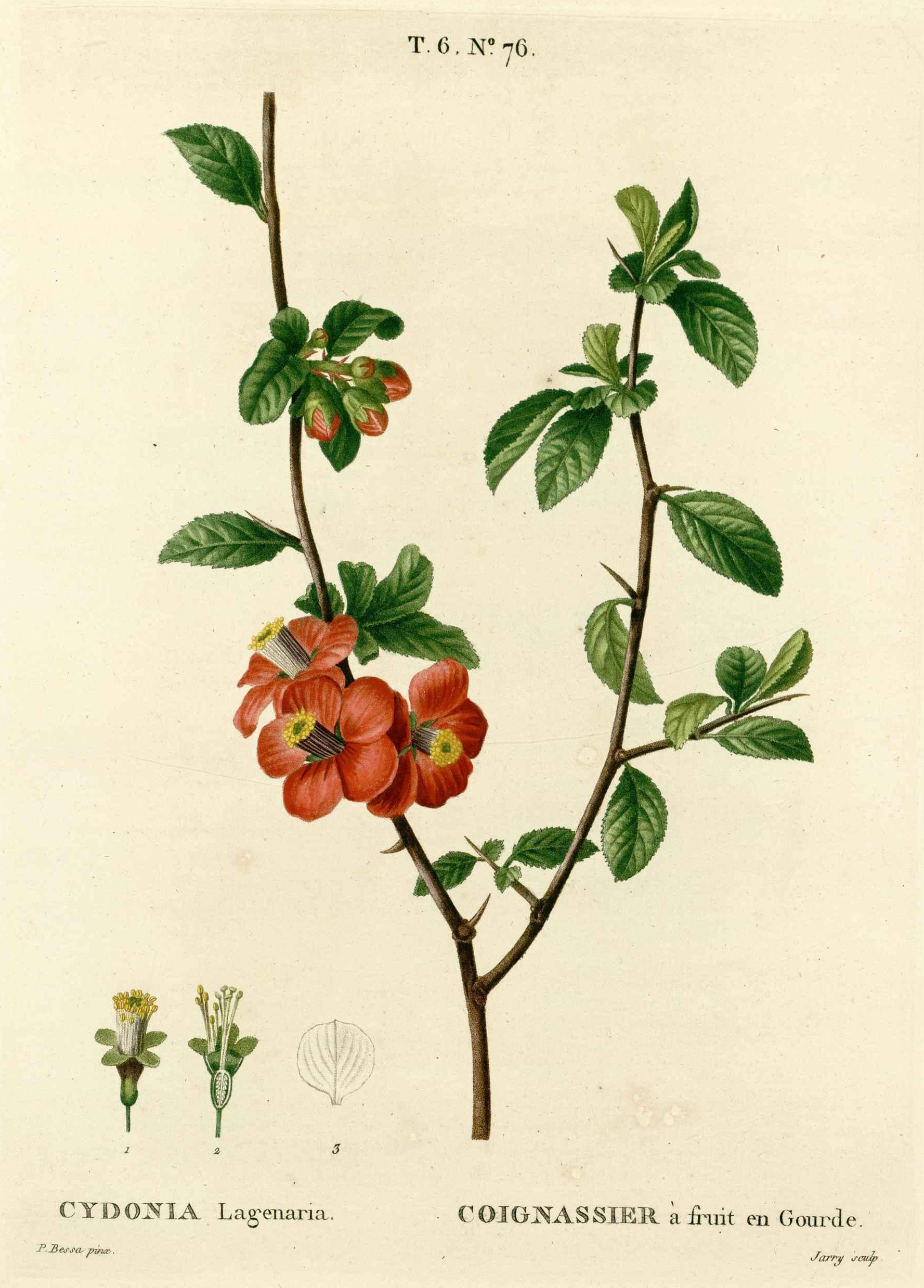 Botanical Illustration of Quince plant