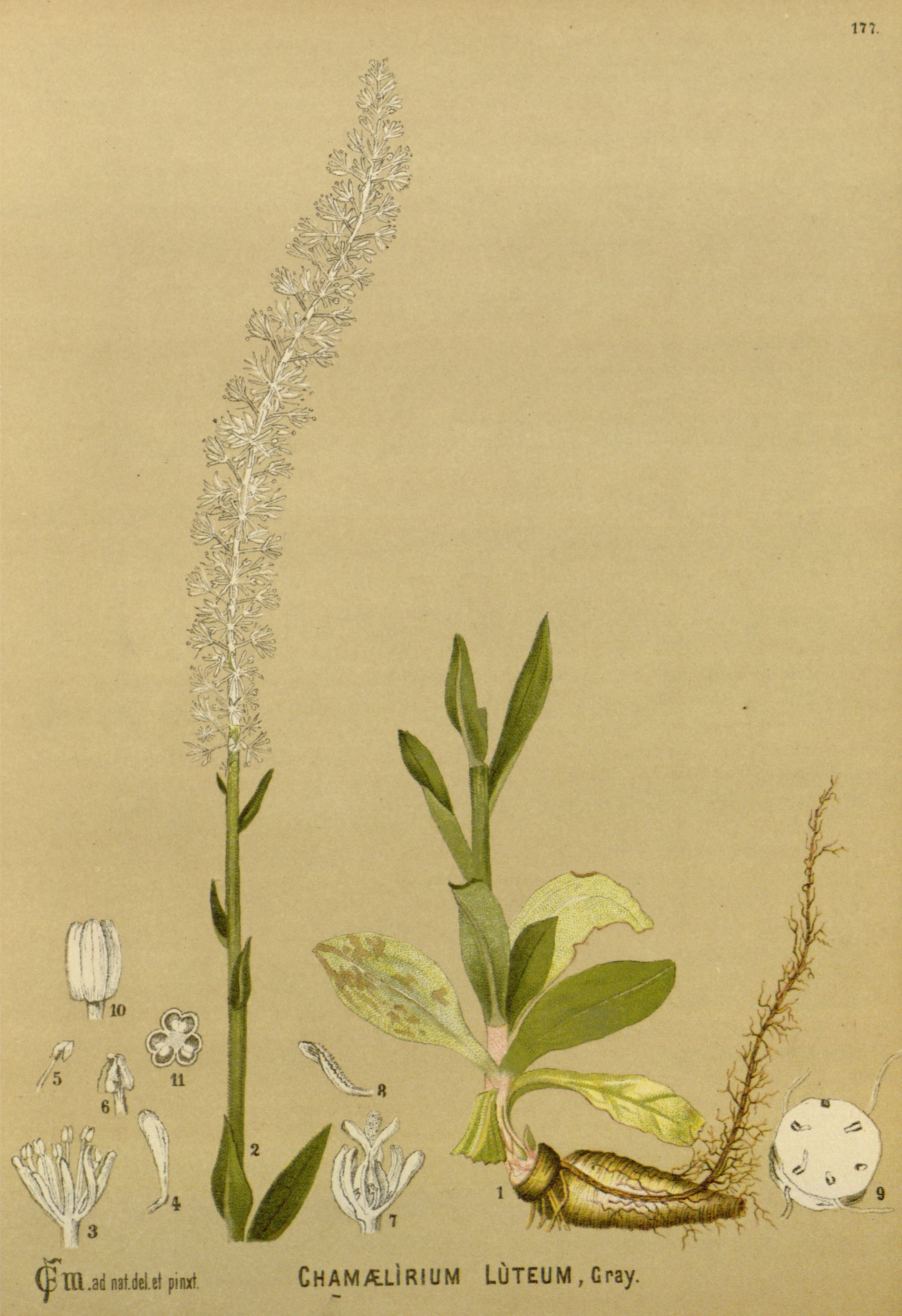 Botanical Illustration of False Unicorn Root plant