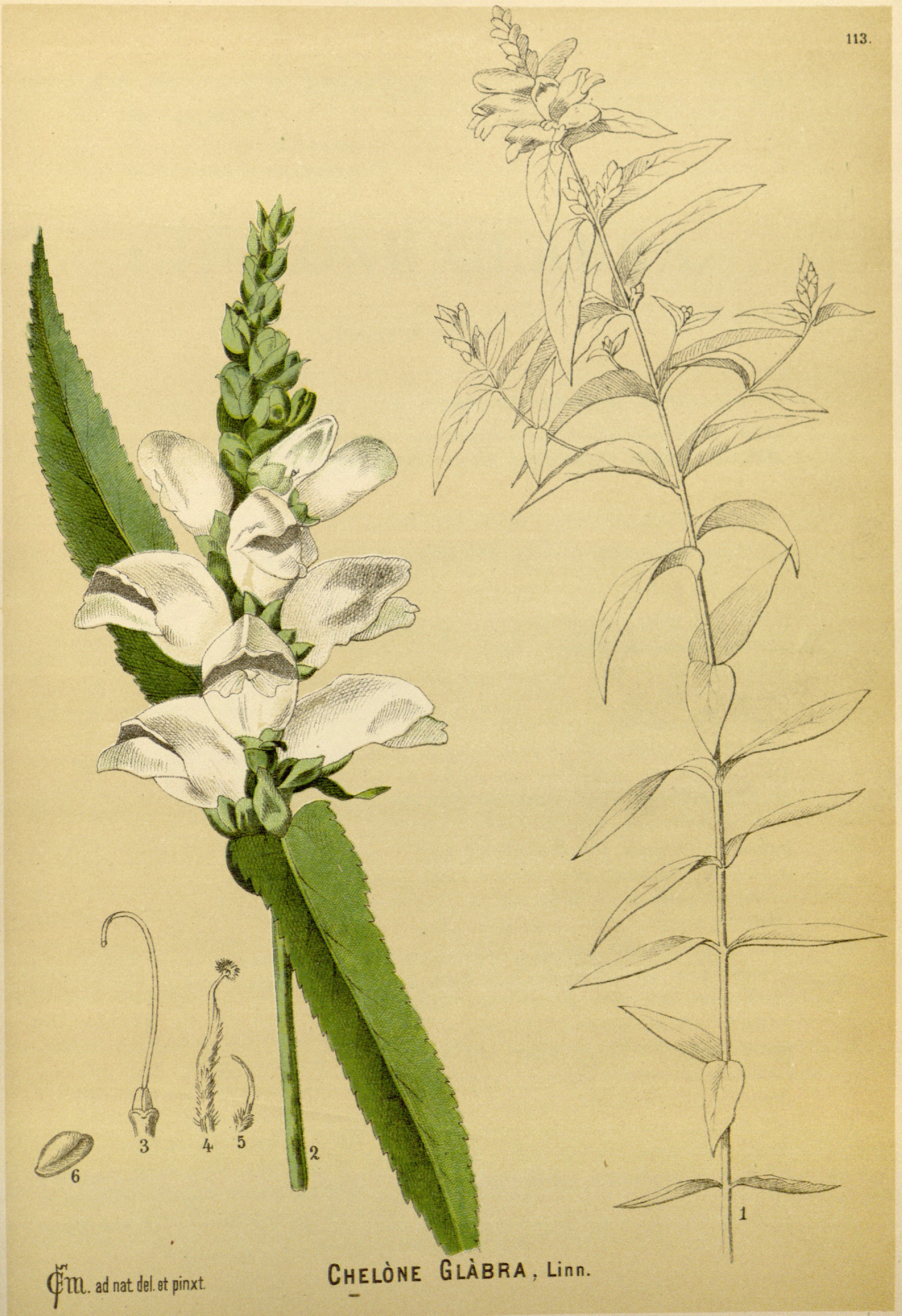 Botanical Illustration of Balmony plant