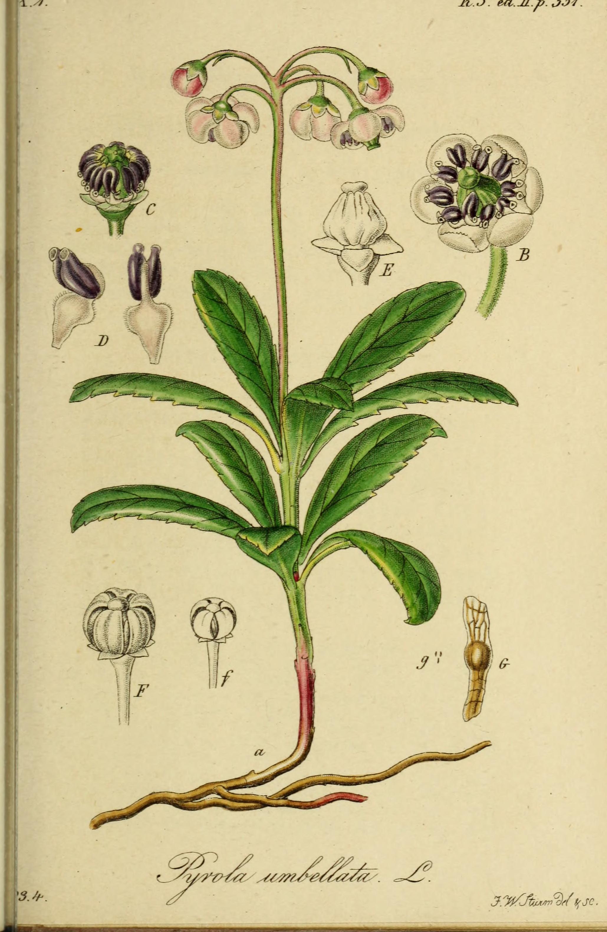 Botanical Illustration of Pipsissewa plant