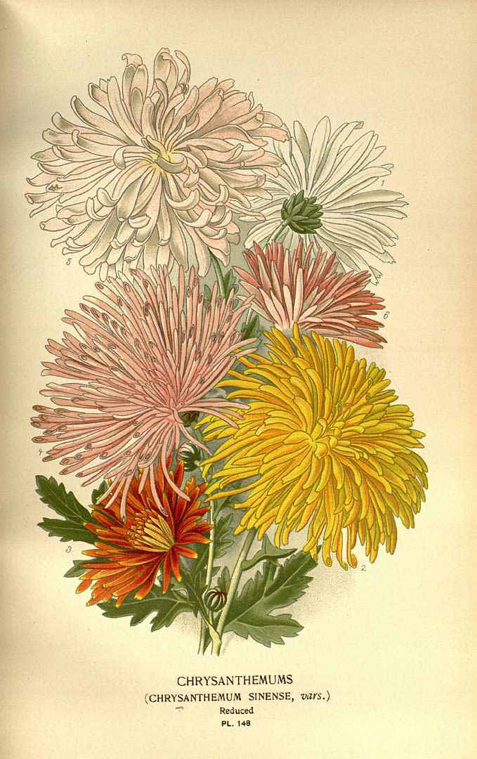 Botanical Illustration of Chrysanthemum plant