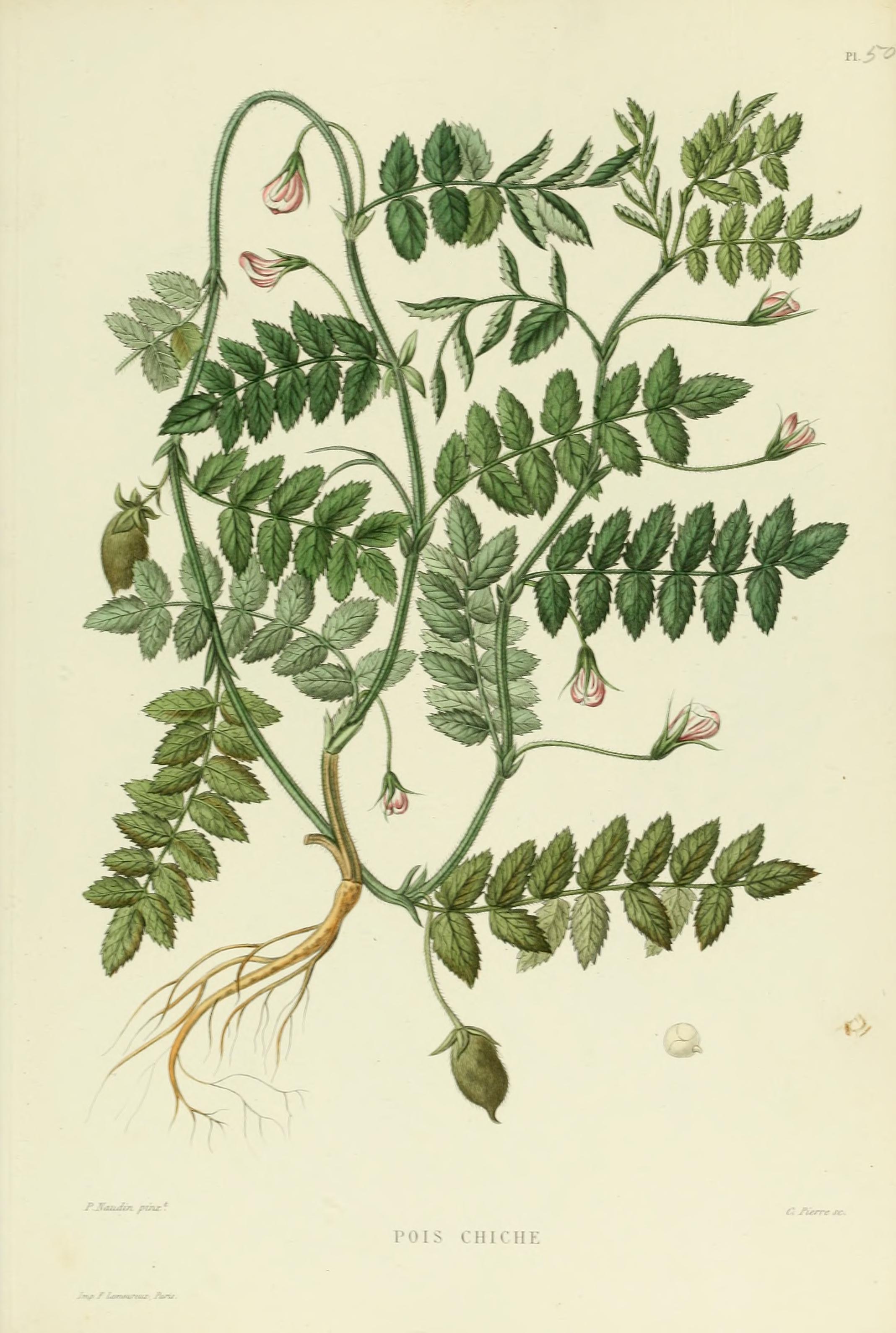Botanical Illustration of Chickpea plant