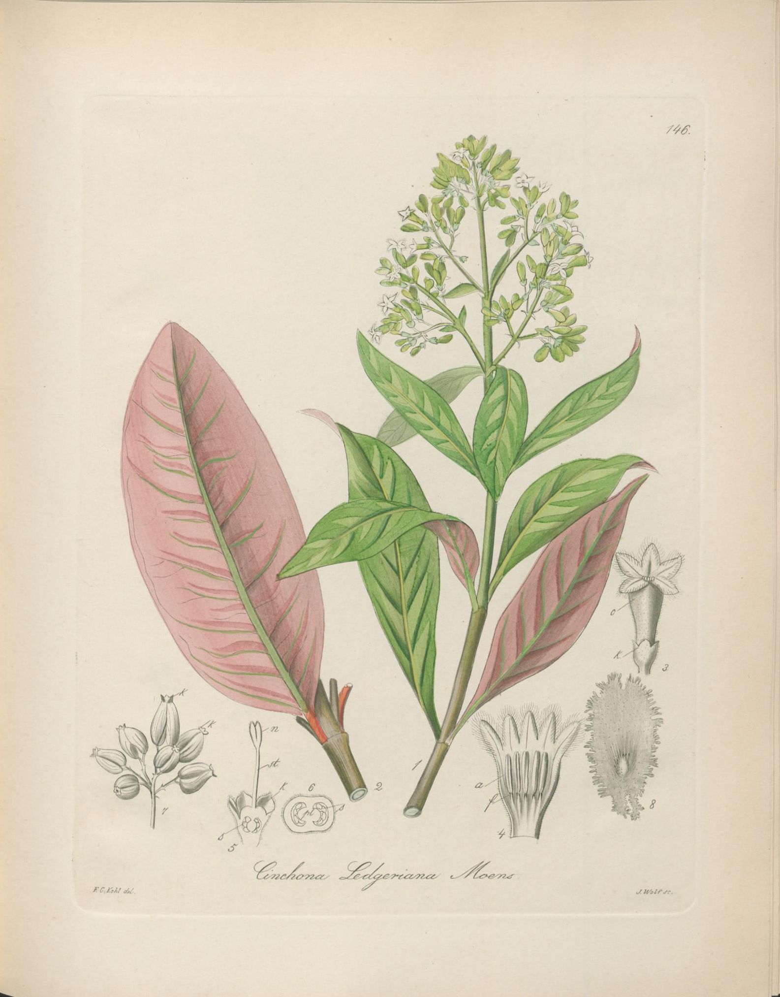 Botanical Illustration of Cinchona plant