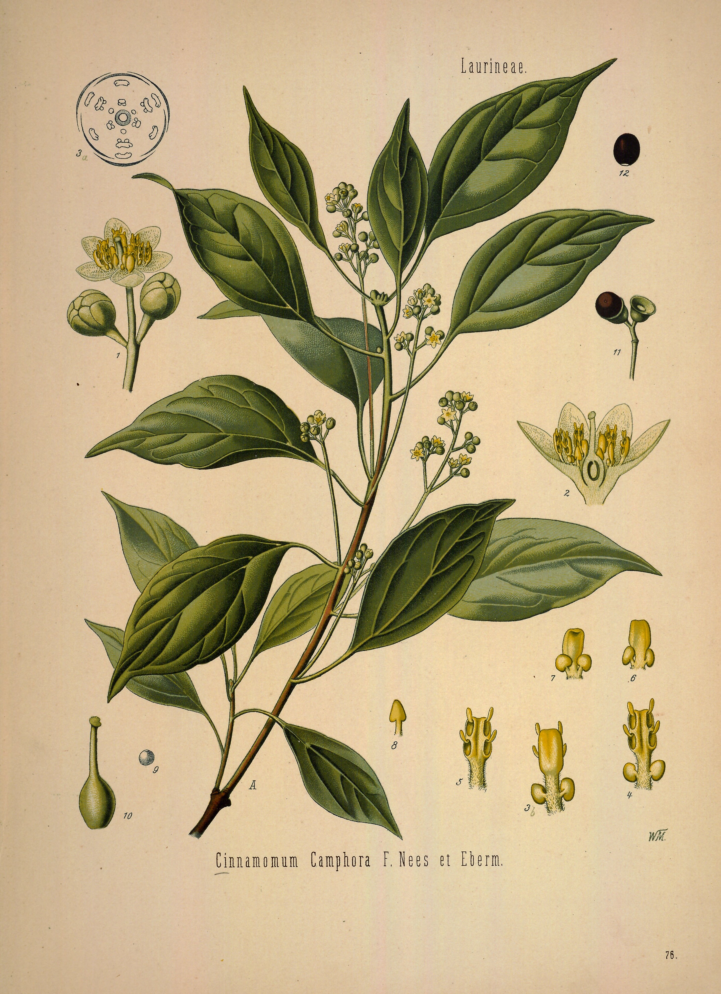 Botanical Illustration of Camphor plant