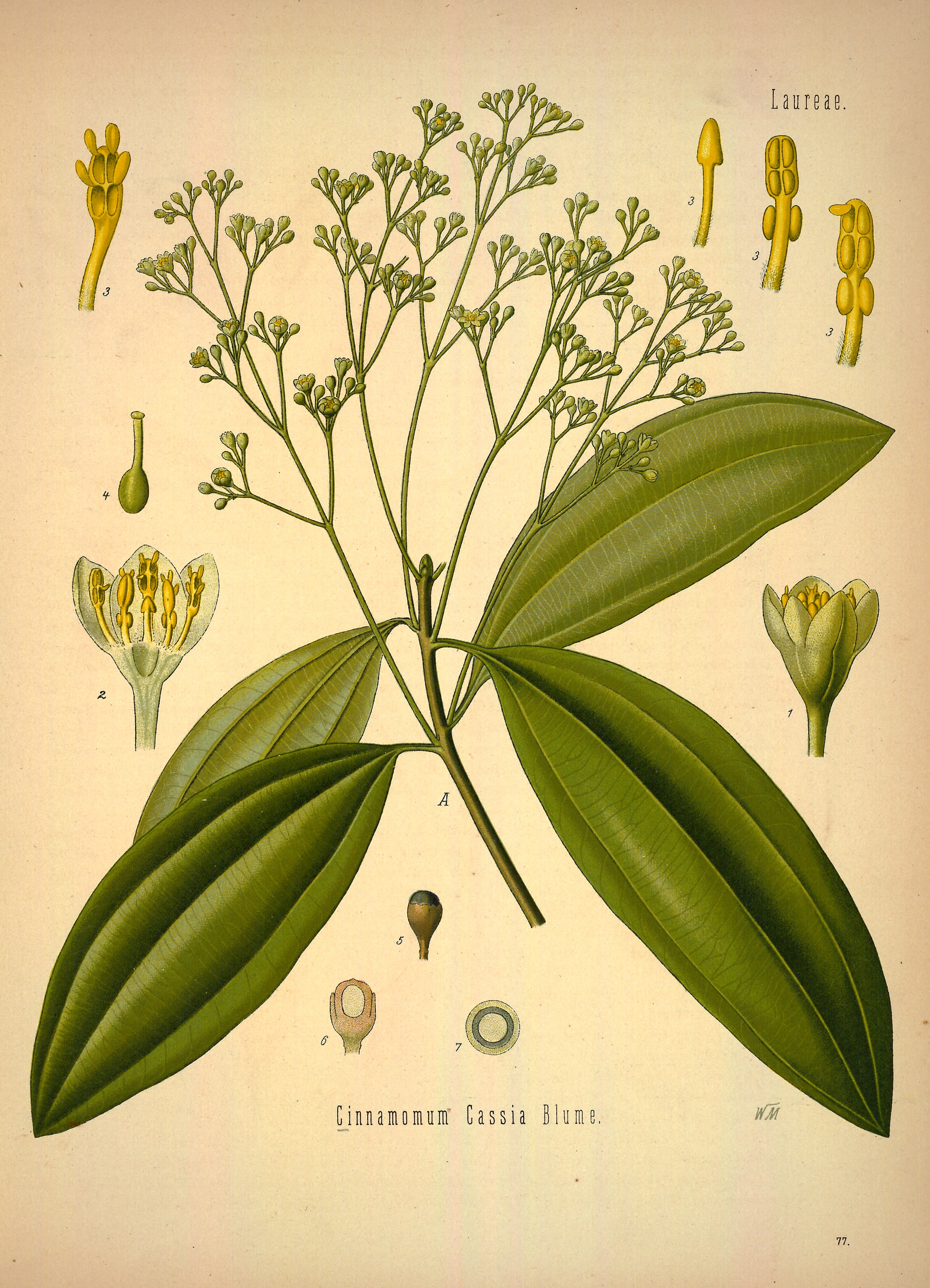 Botanical Illustration of Cassia plant
