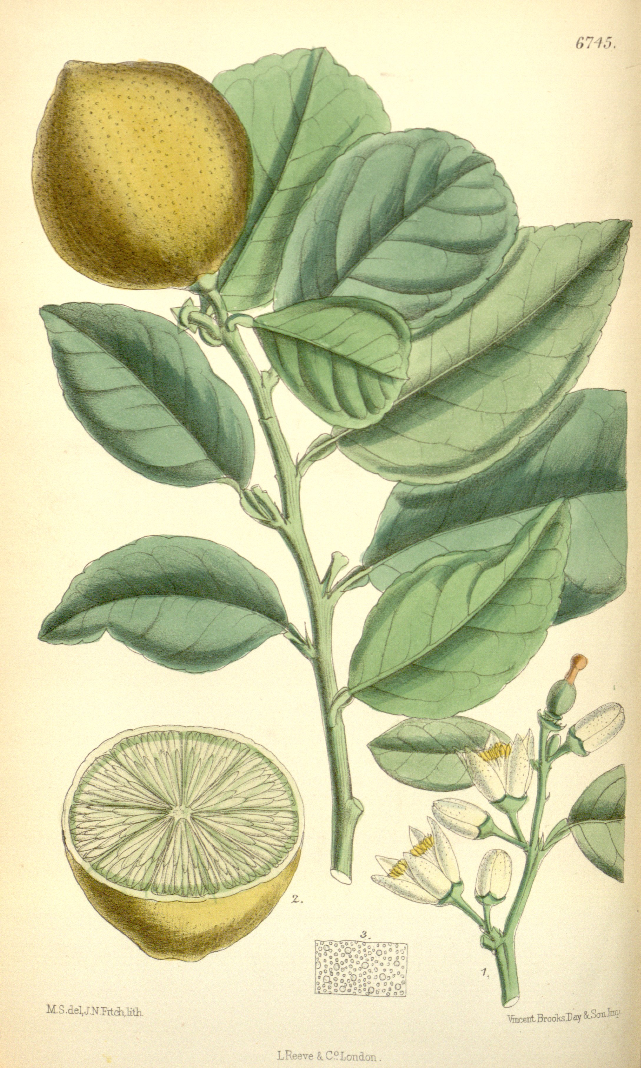 Botanical Illustration of Lime plant