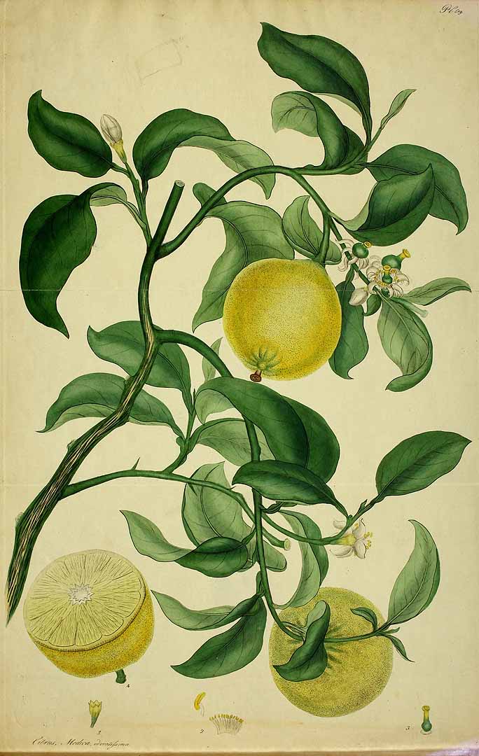Botanical Illustration of Citron plant