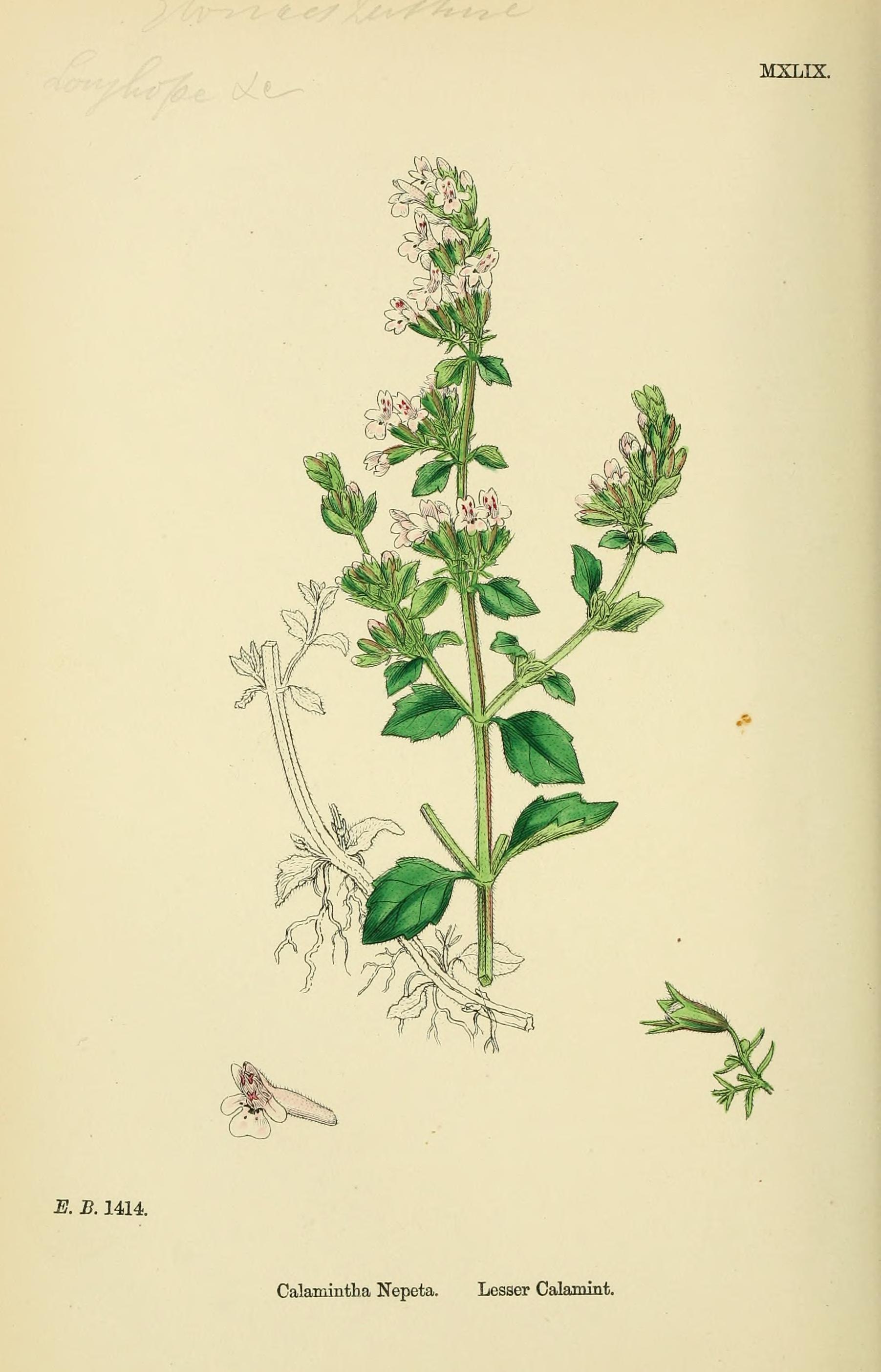 Botanical Illustration of Calamint plant