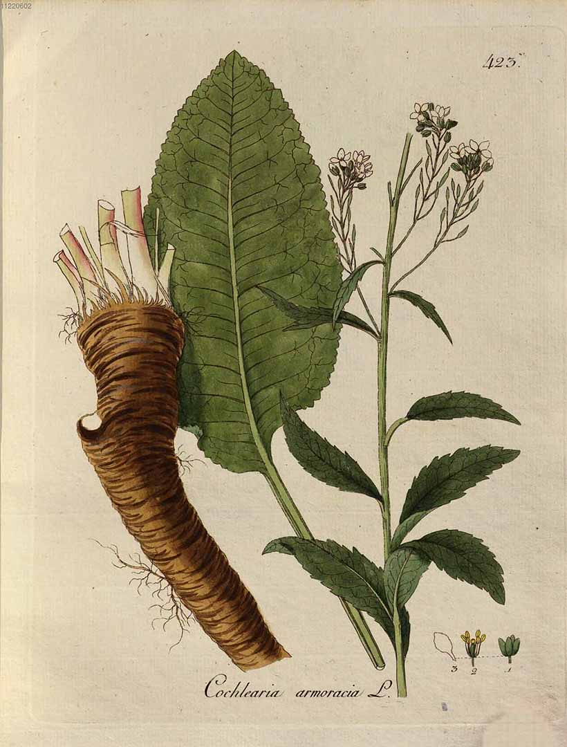 Botanical Illustration of Horseradish plant