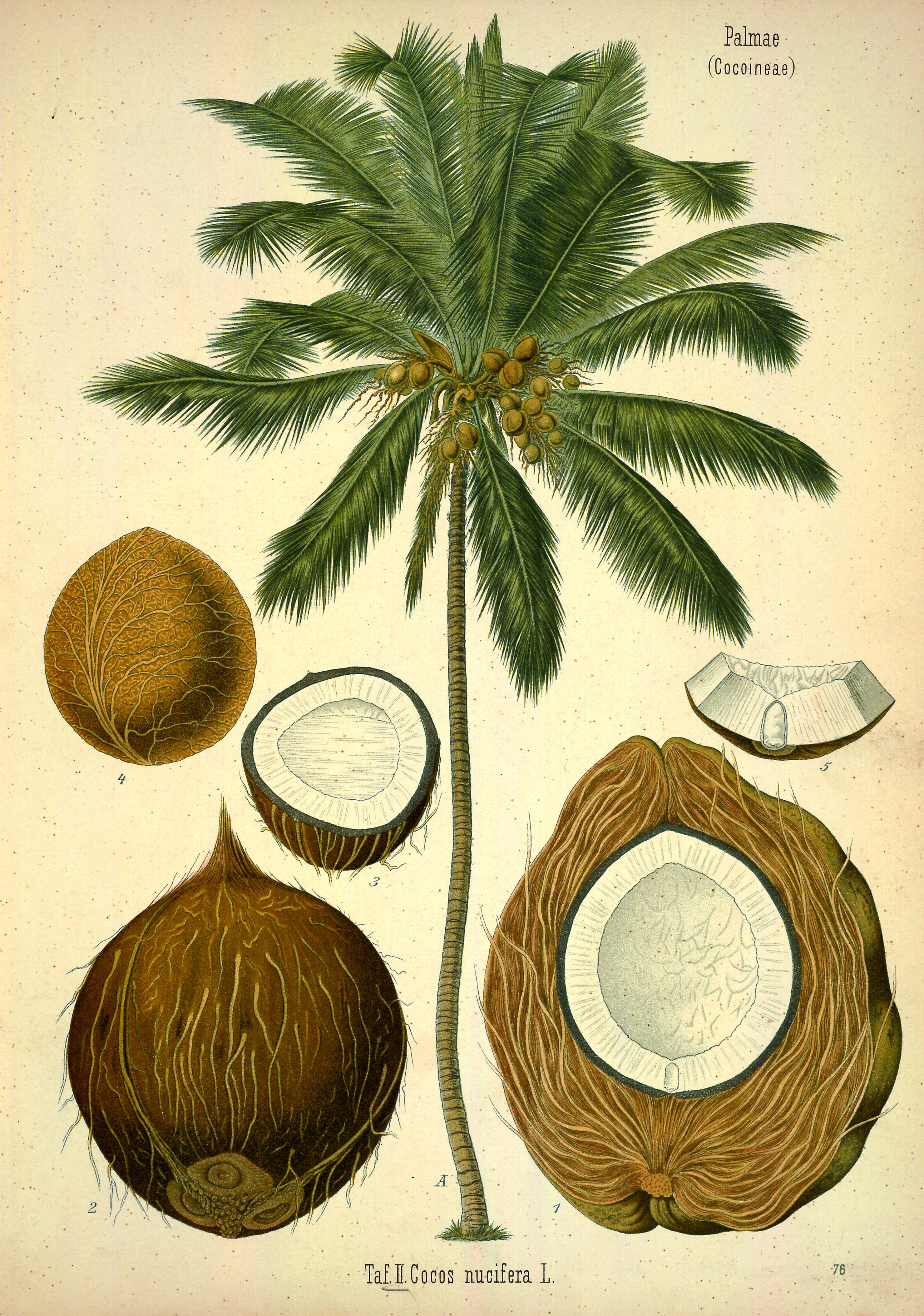 Botanical Illustration of Coconut plant