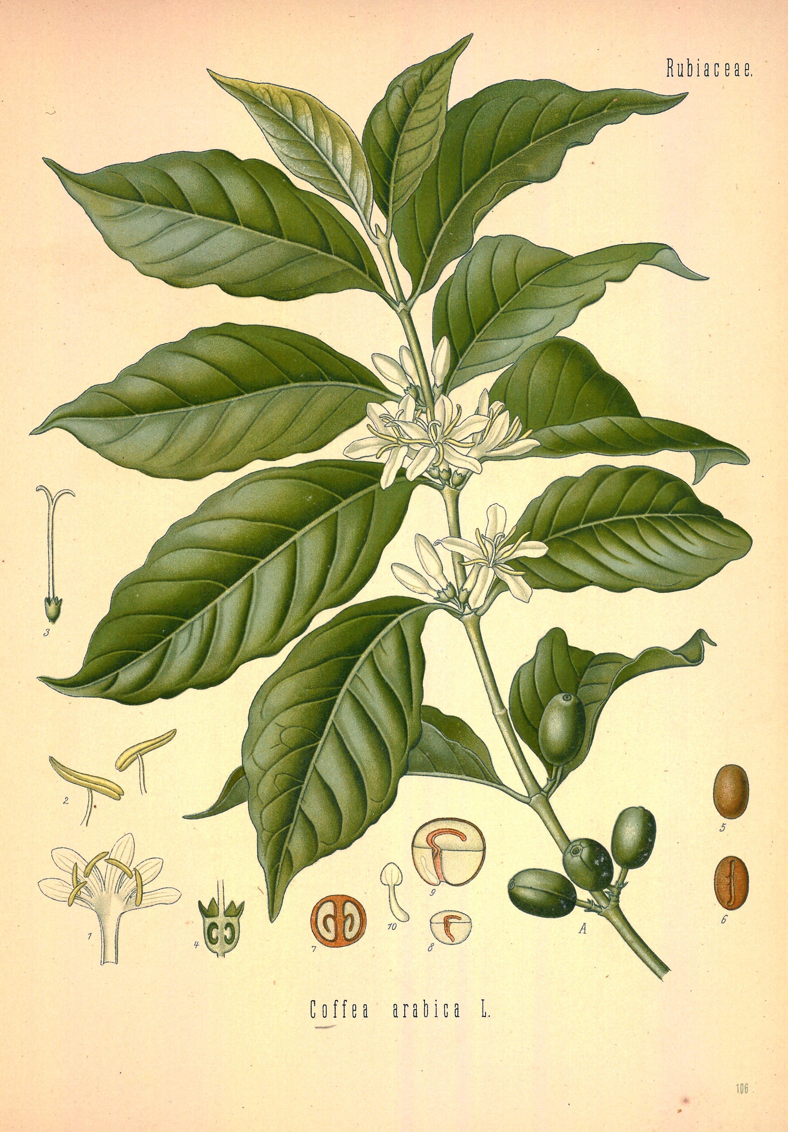 Botanical Illustration of Coffee plant