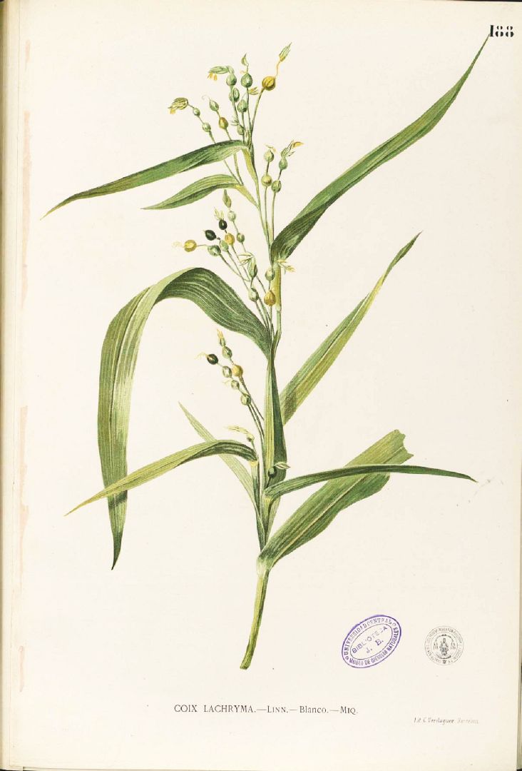 Botanical Illustration of Job's Tears plant