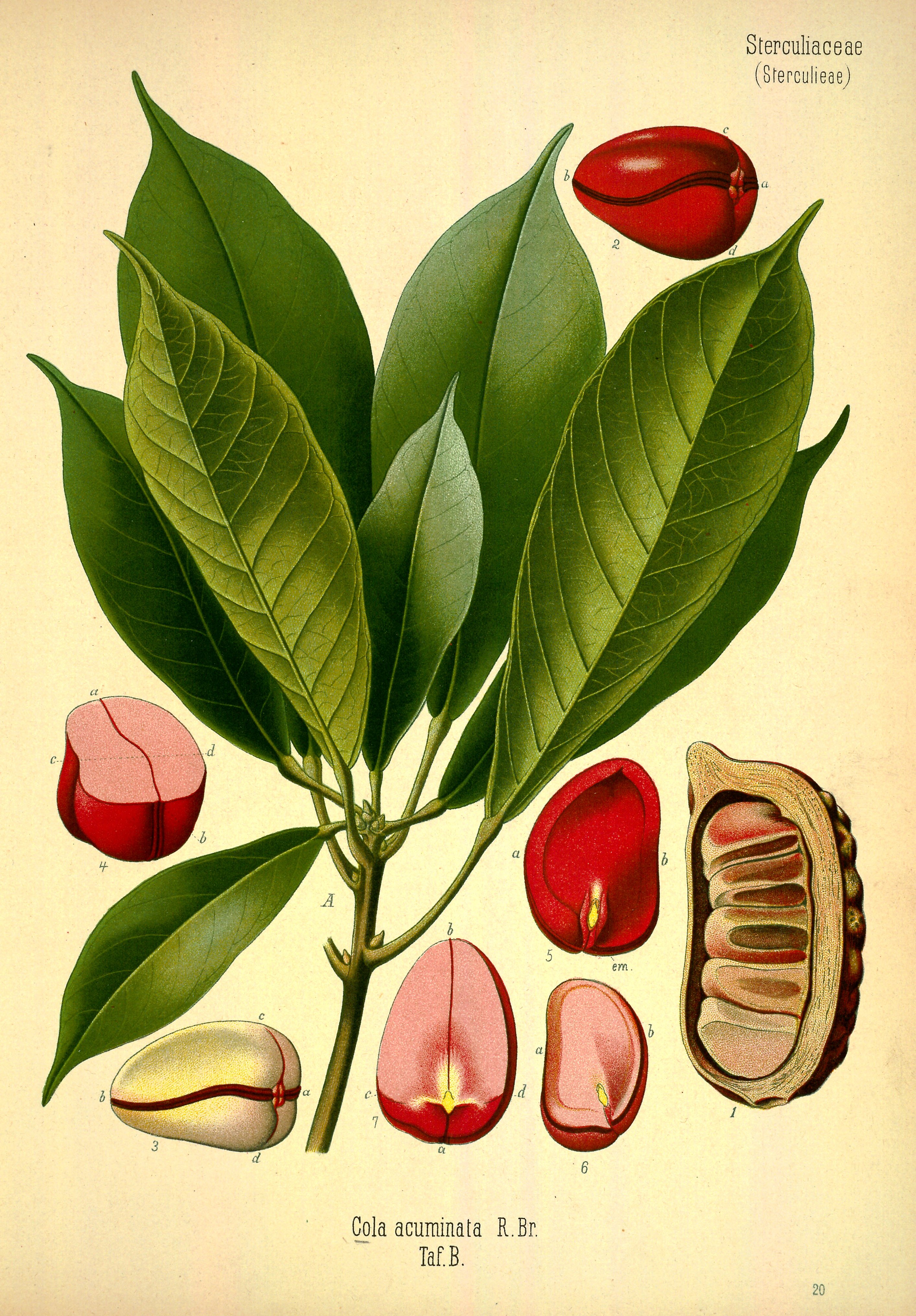 Botanical Illustration of Kola Nuts plant