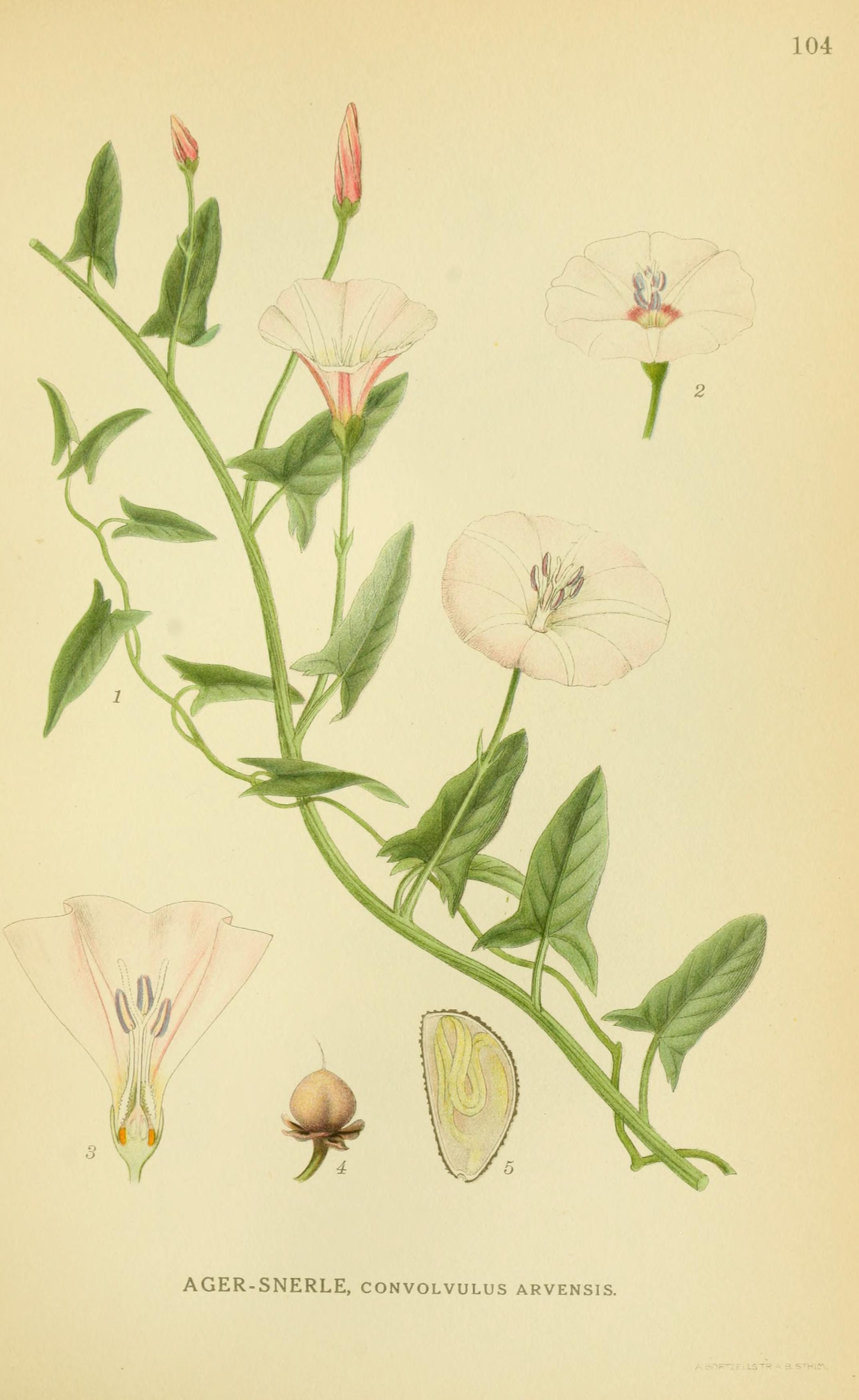 Botanical Illustration of Bindweed plant