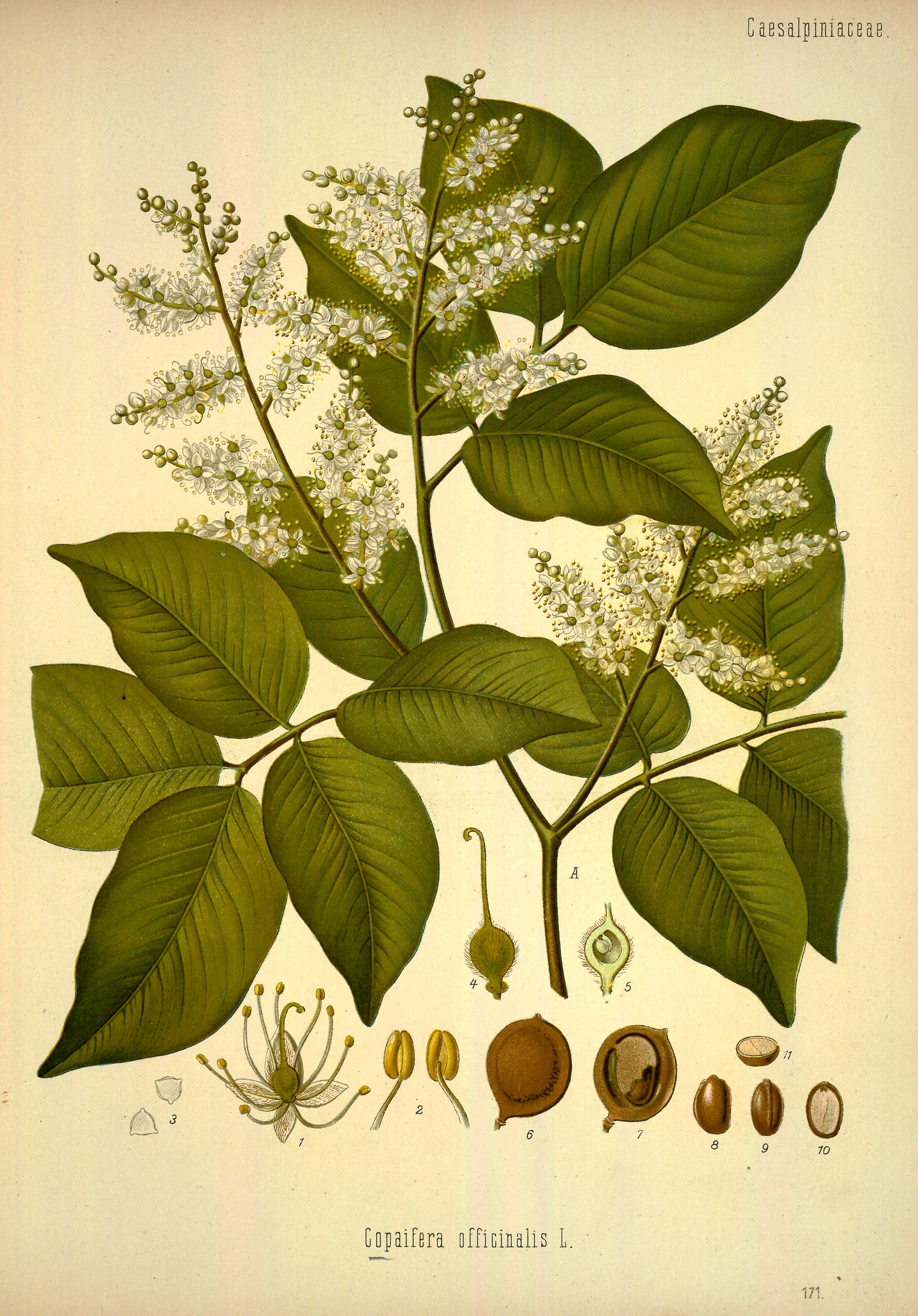 Botanical Illustration of Copal plant