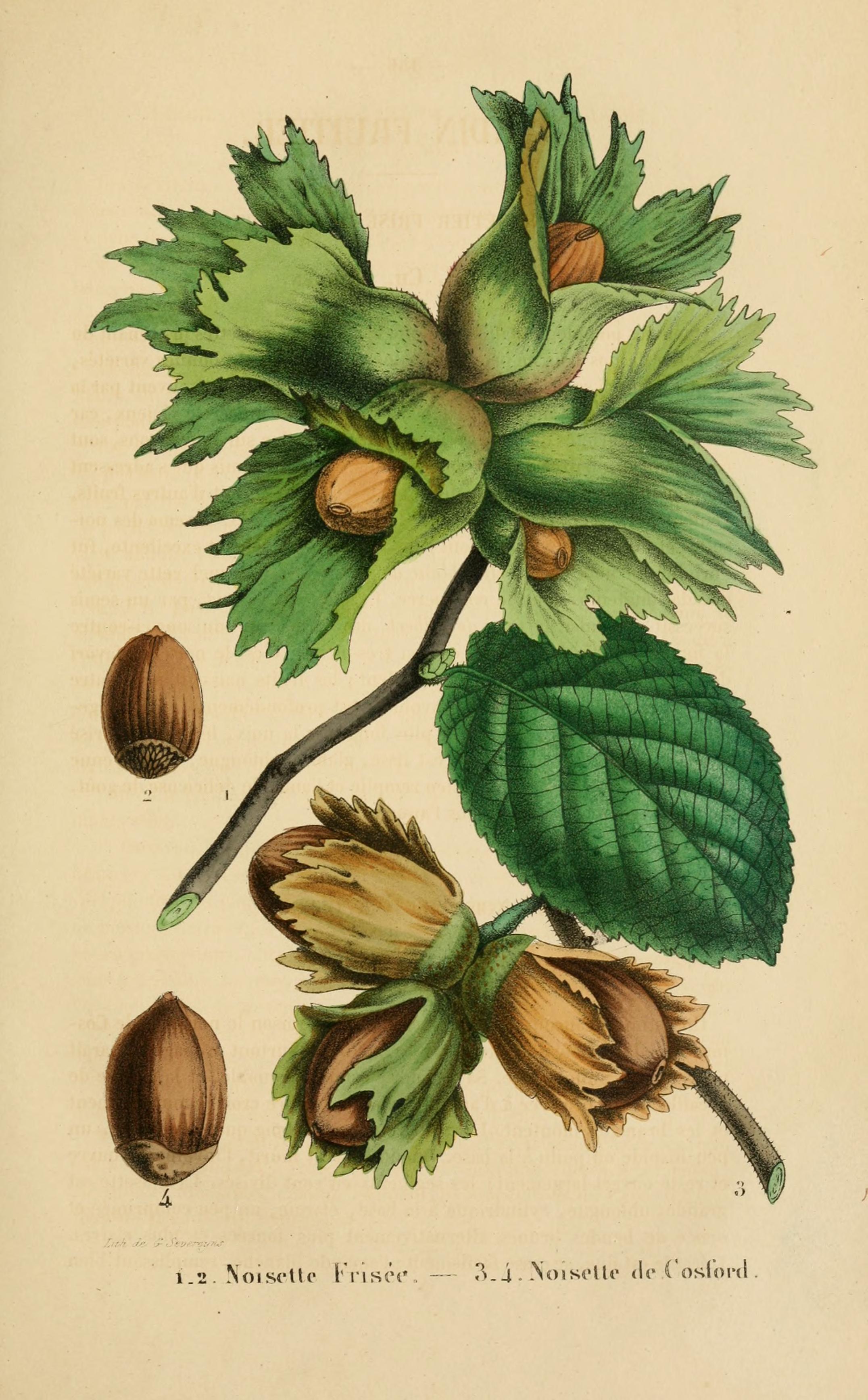 Botanical Illustration of Hazelnut plant