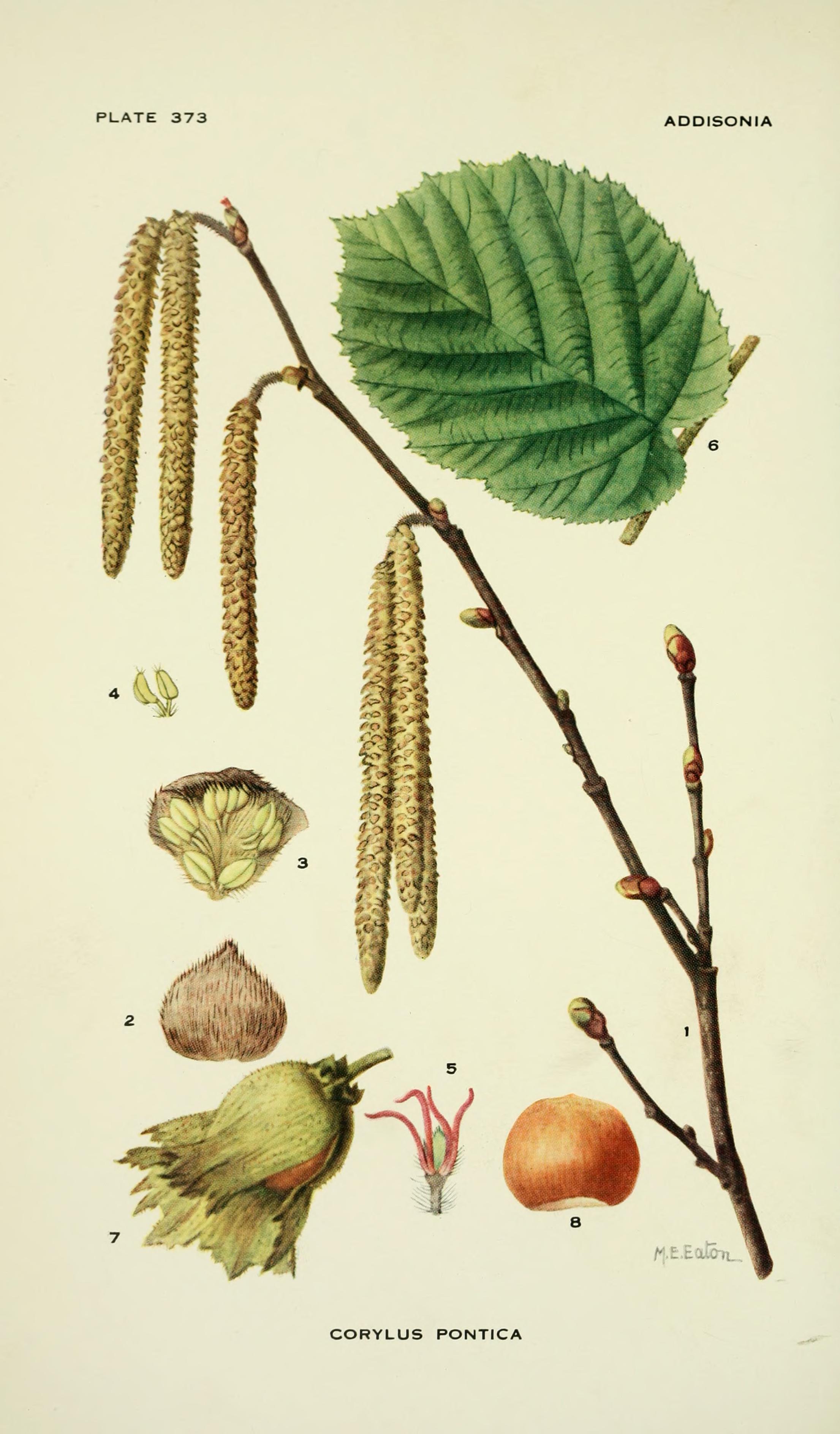 Botanical Illustration of Hazel plant