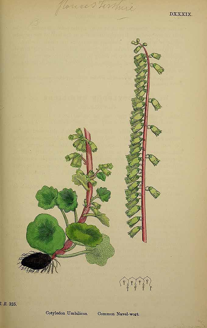 Botanical Illustration of Kidneywort plant