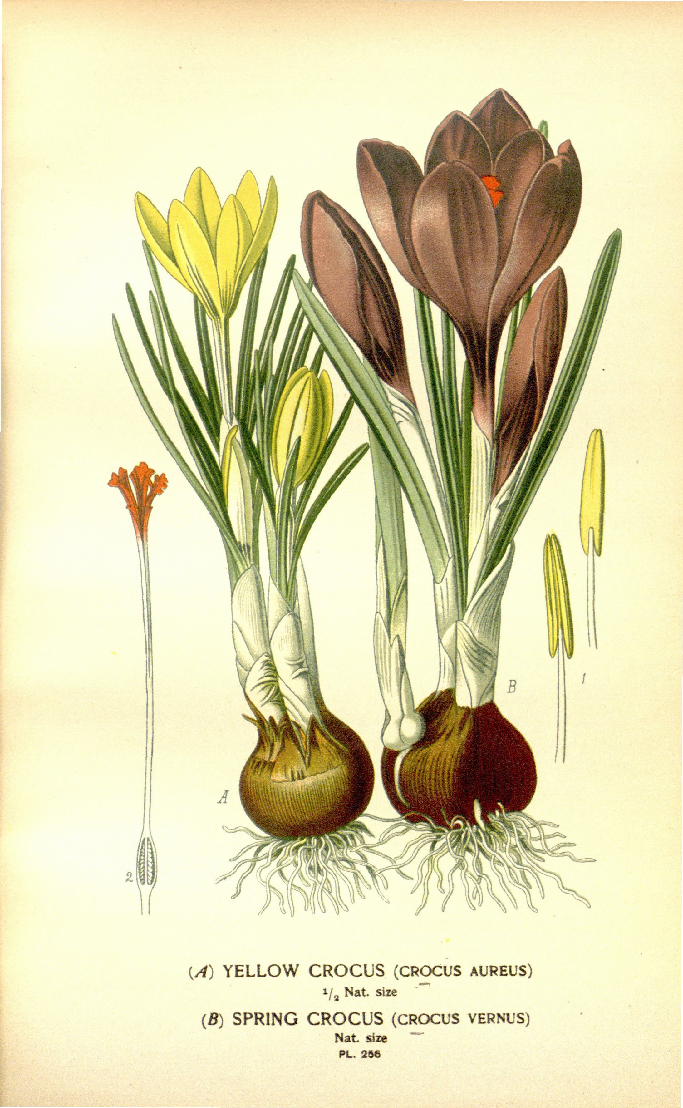 Botanical Illustration of Crocus plant