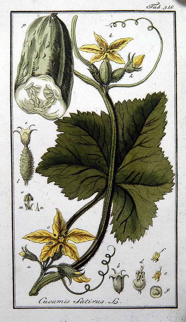 Botanical Illustration of Cucumber plant