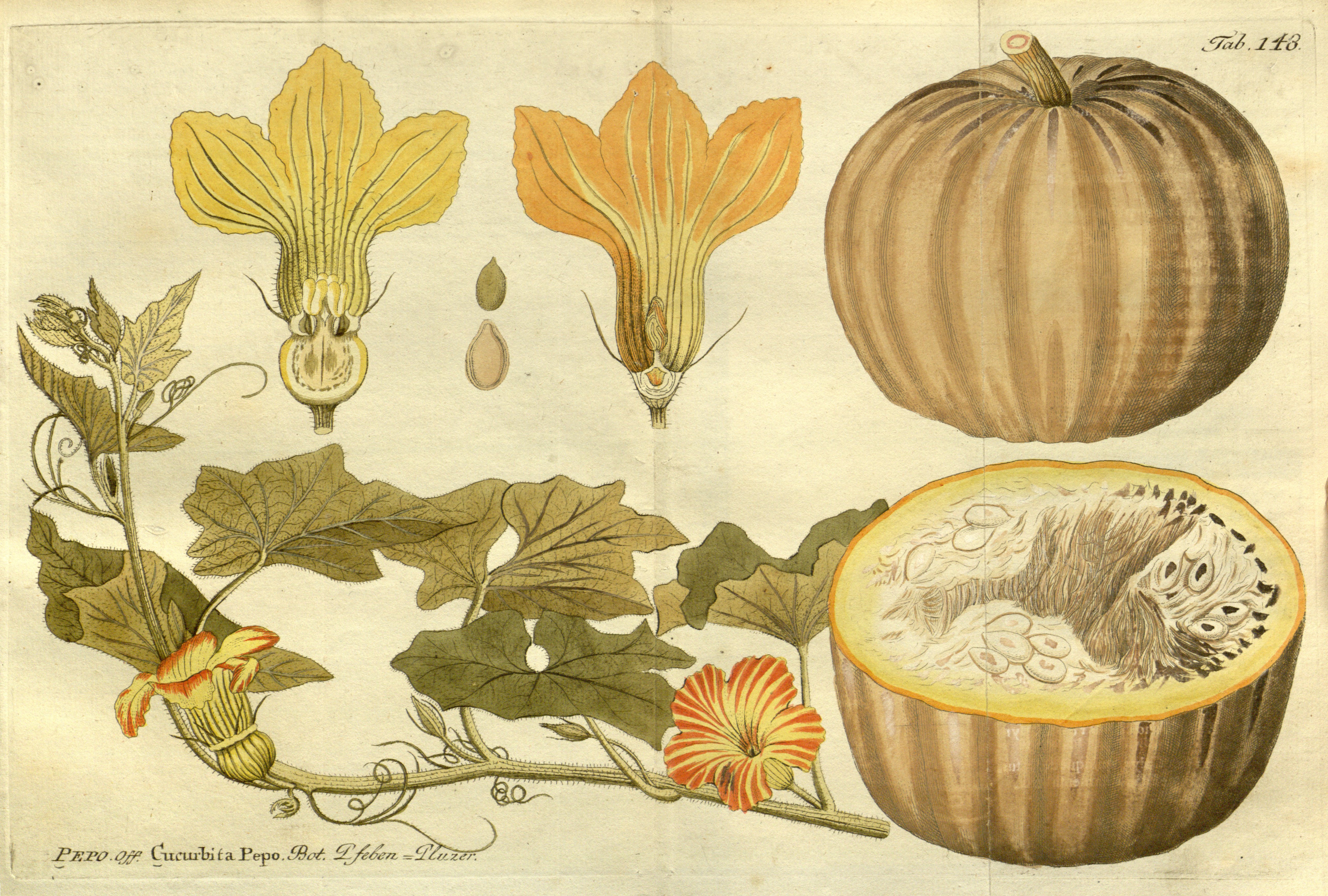 Botanical Illustration of Pumpkin plant