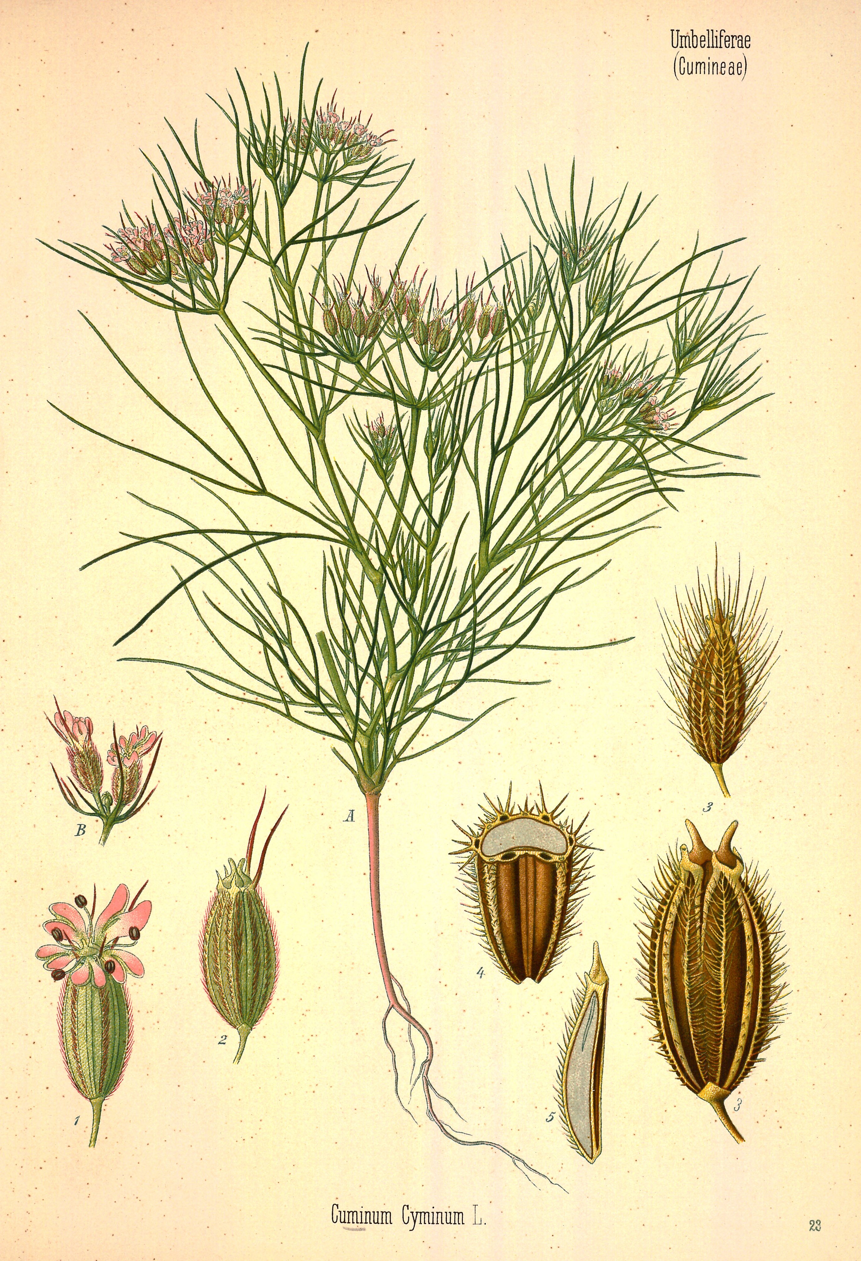 Botanical Illustration of Cumin plant