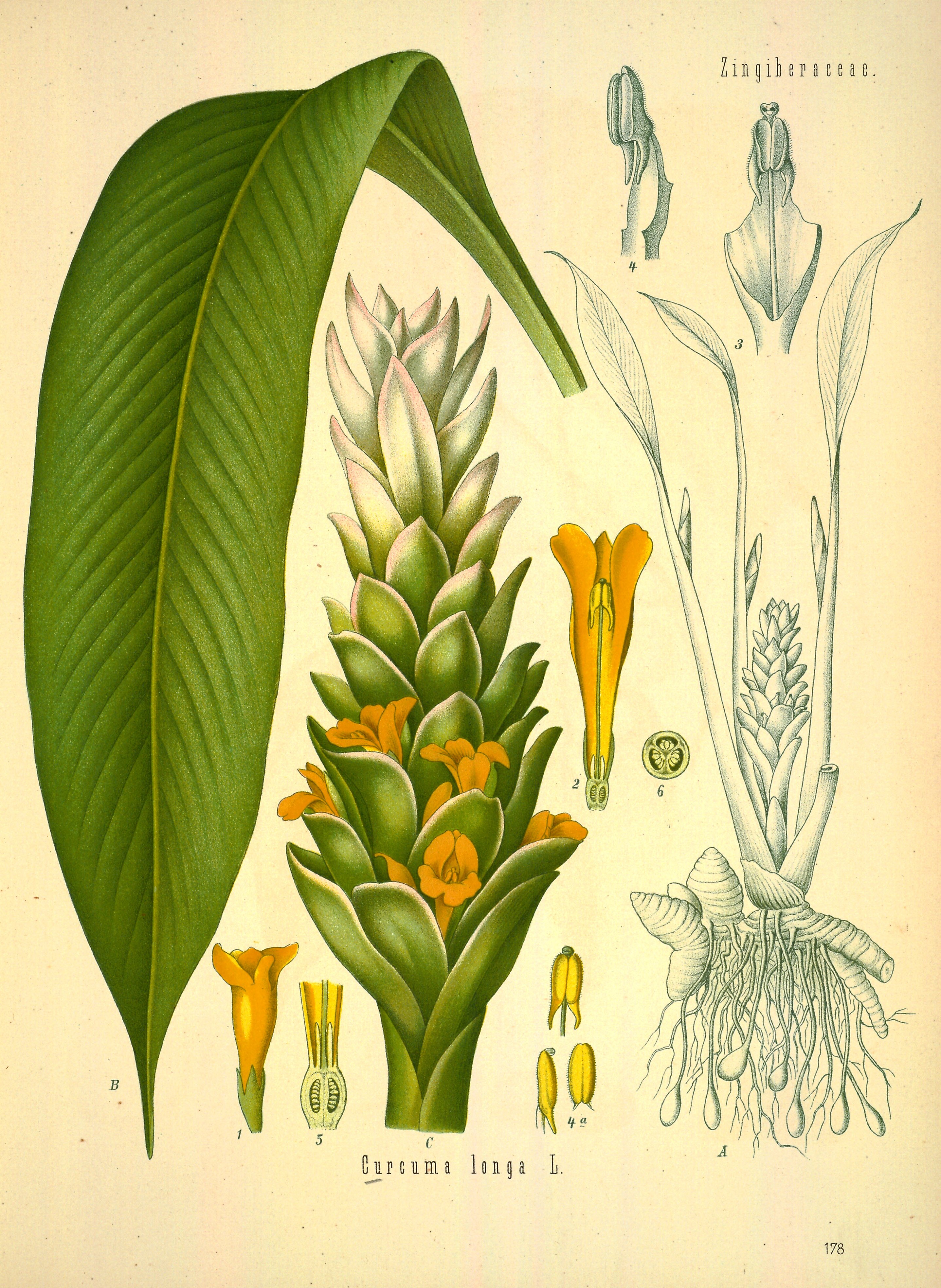 Botanical Illustration of Turmeric plant