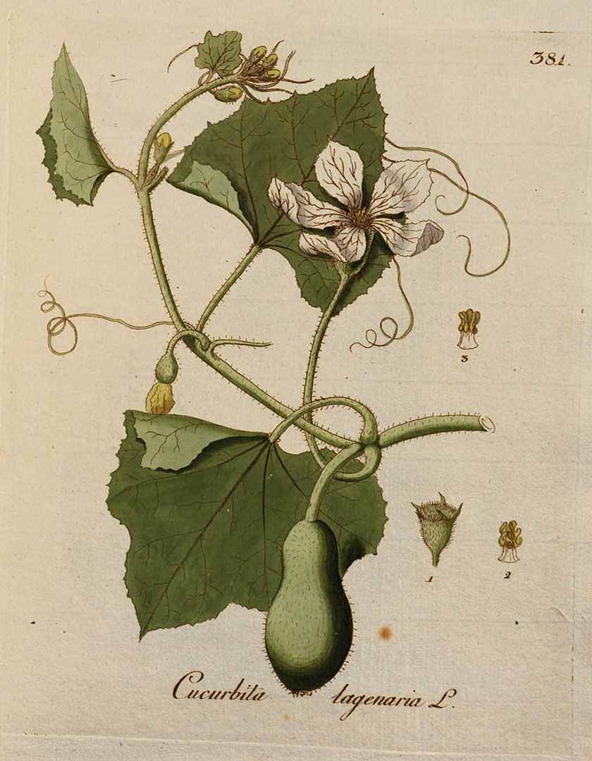 Botanical Illustration of Gourd plant