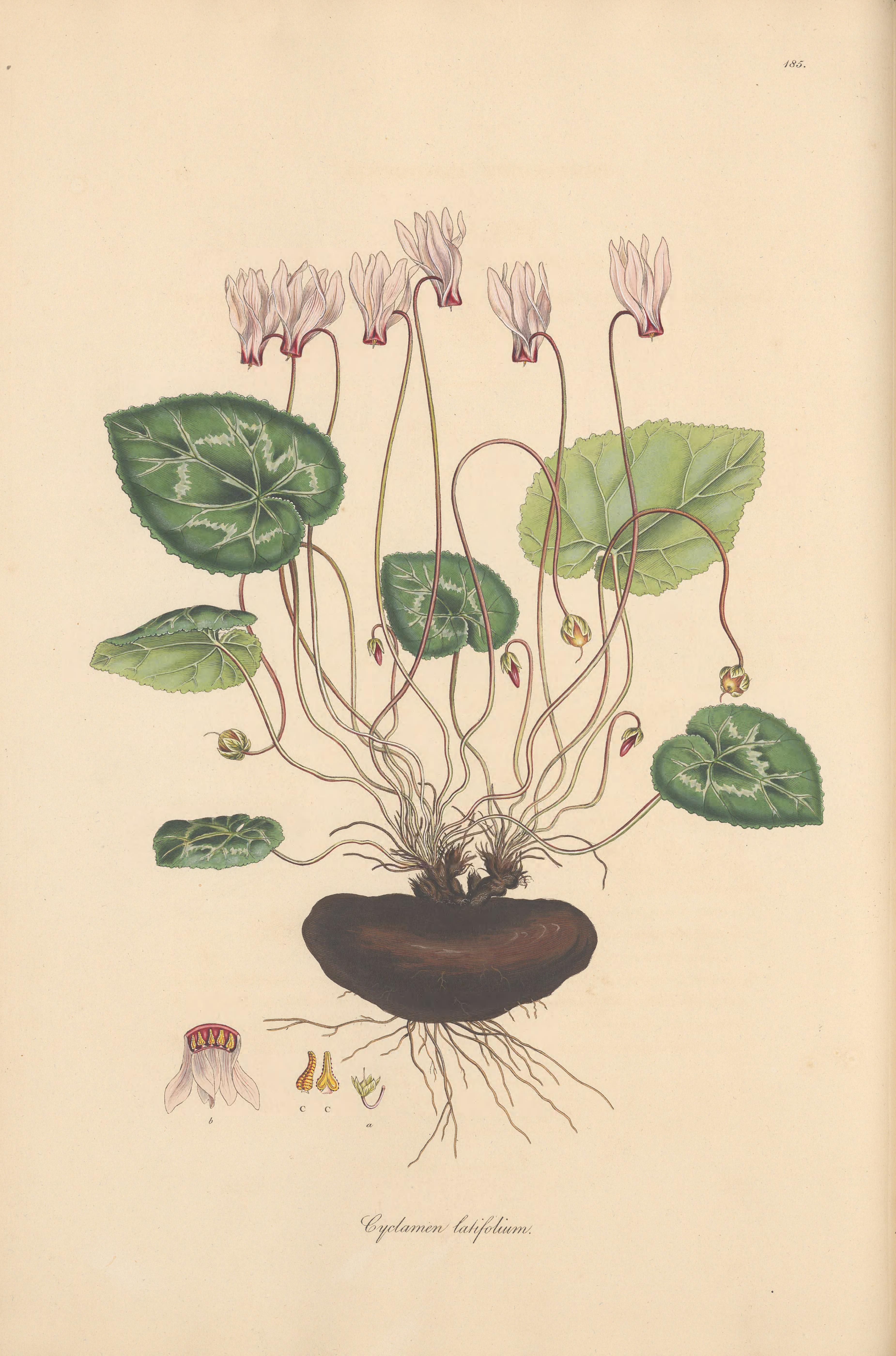 Botanical Illustration of Cyclamen plant