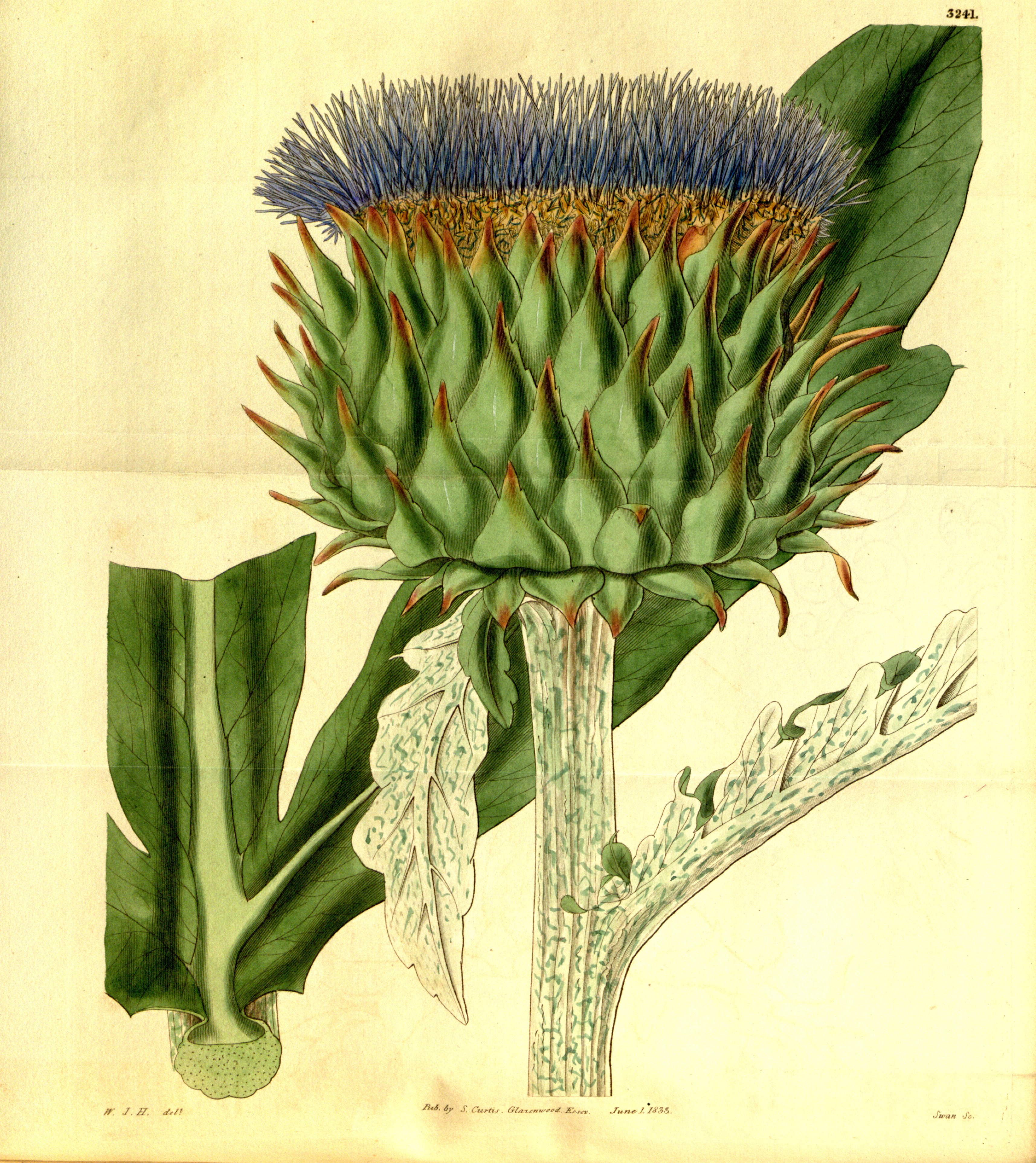Botanical Illustration of Globe Artichoke plant