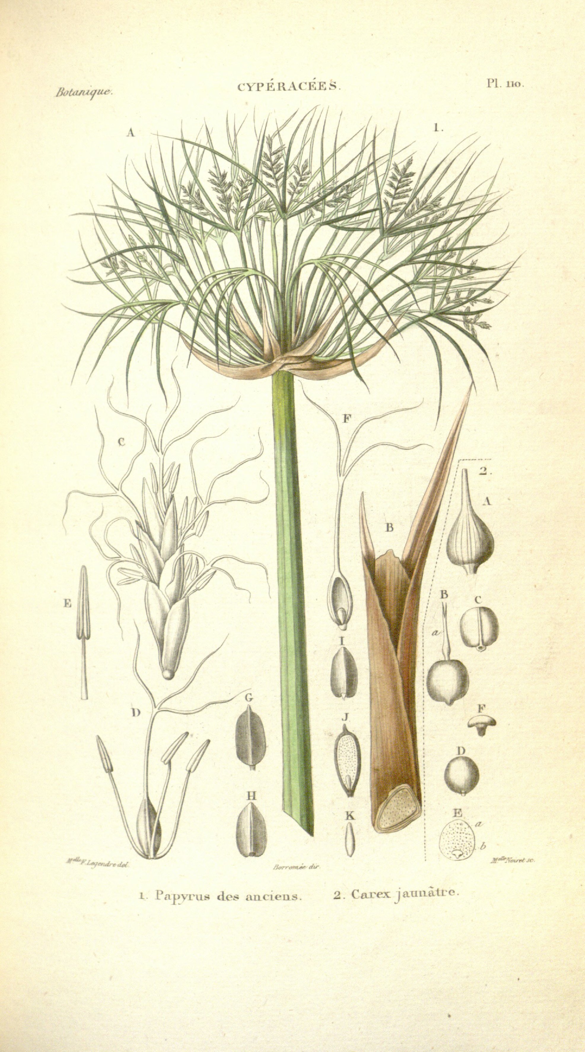 Botanical Illustration of Papyrus plant